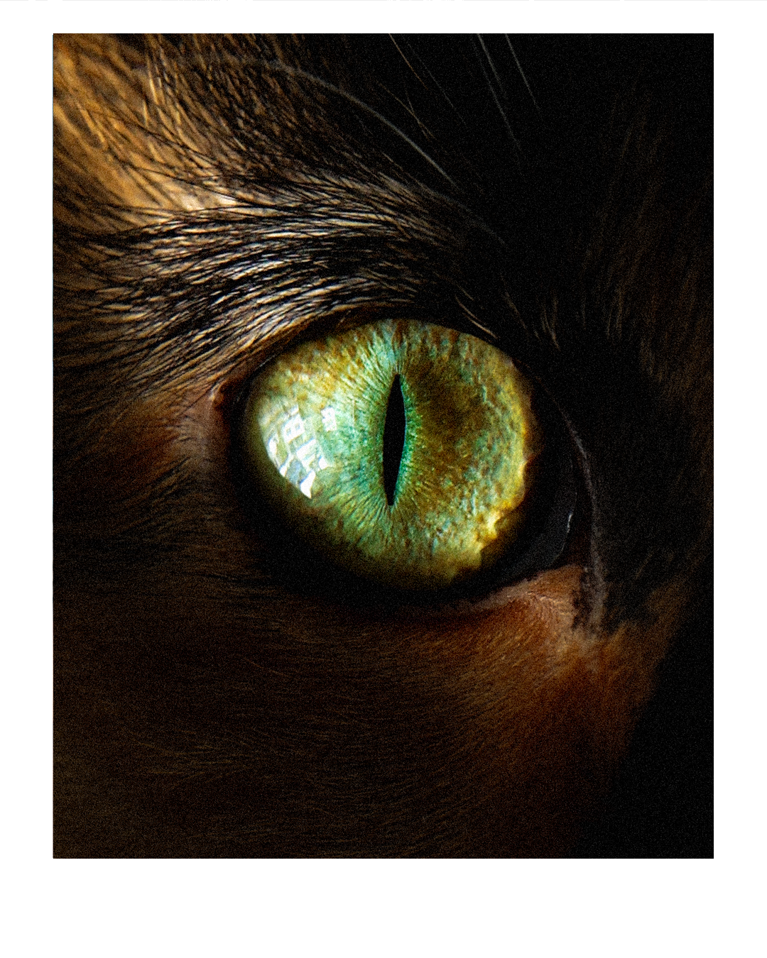 ember1 (3).png