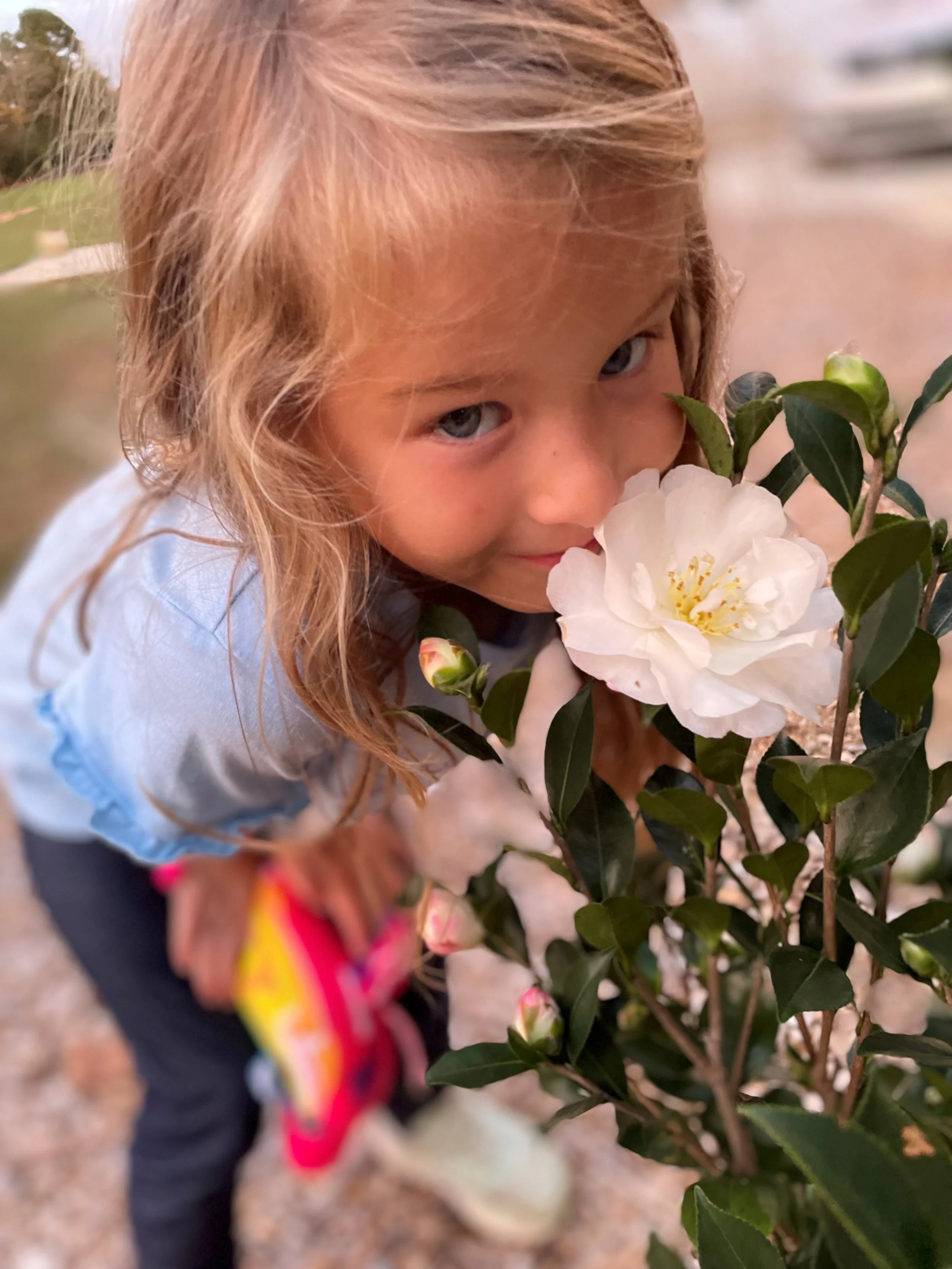 A young girl with light brown hair and blue eyes is smelling a large white flower on a green bush.