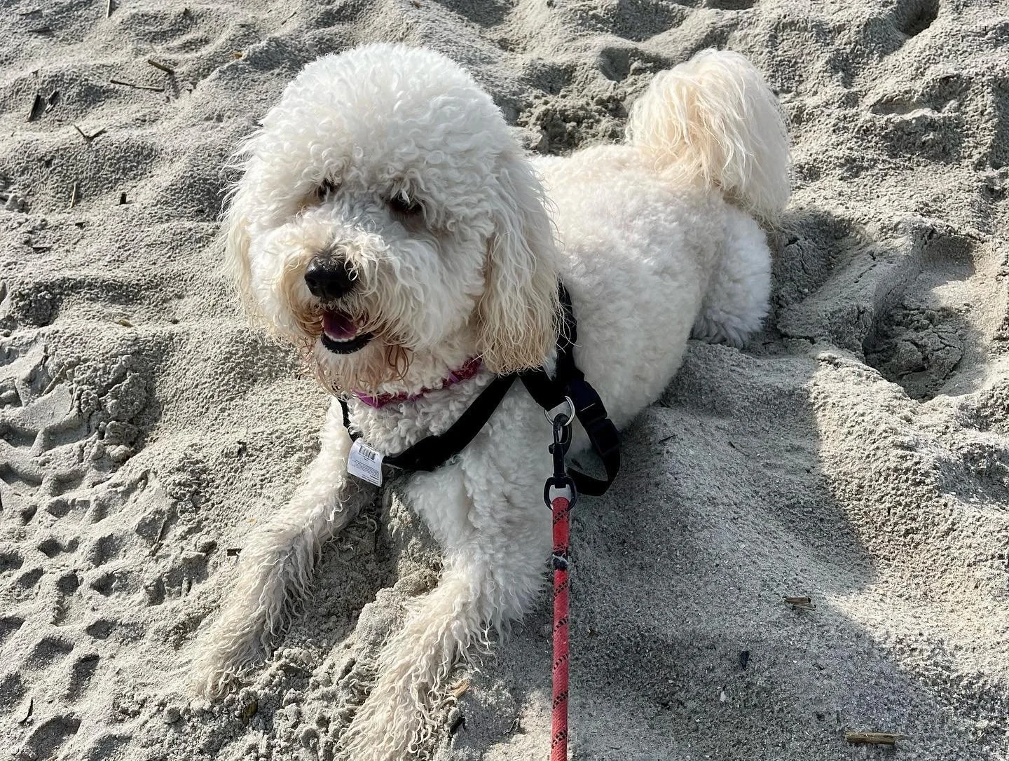 A white, curly-haired dog lying on sandy ground at the beach.