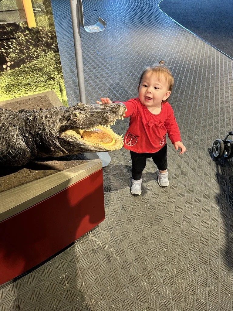A young child with a ponytail in a red shirt and black pants reaches out to touch the open mouth of a crocodile sculpture or display in a museum or exhibit.