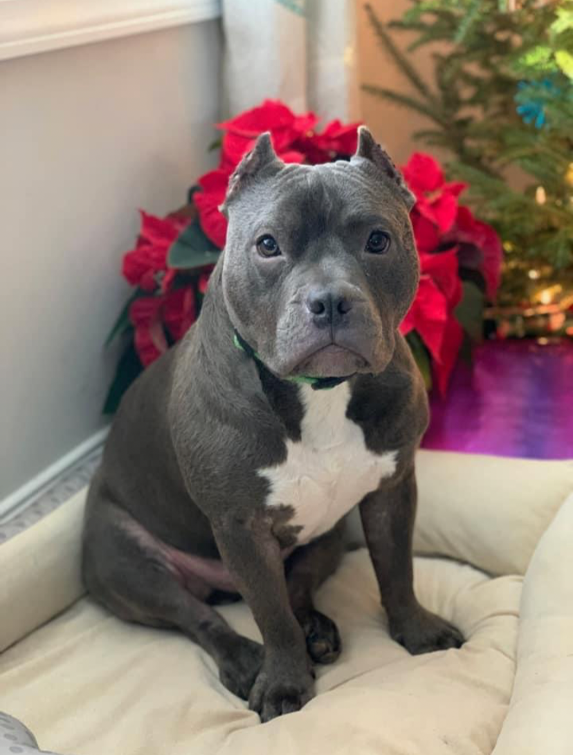 A gray and white pitbull puppy sitting on a beige cushion with poinsettia plants and a decorated Christmas tree in the background.
