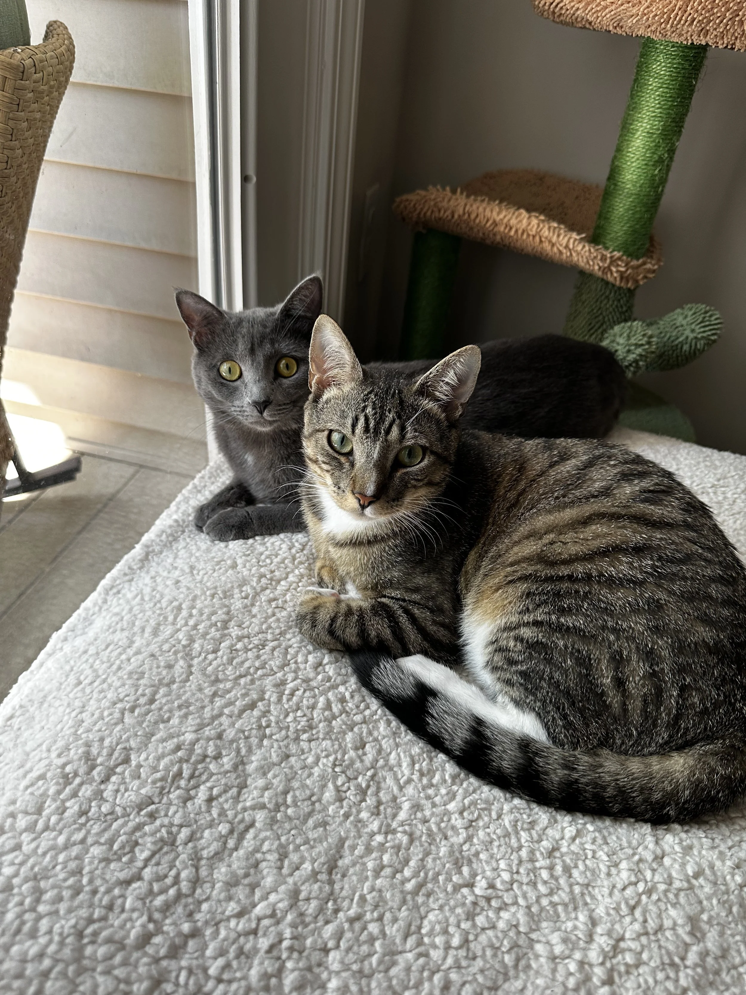 Two cats resting on a soft, white textured blanket near a window. One is a gray cat with yellow eyes, the other a tabby with a white chest and paws. A green and brown cat tree is in the background.