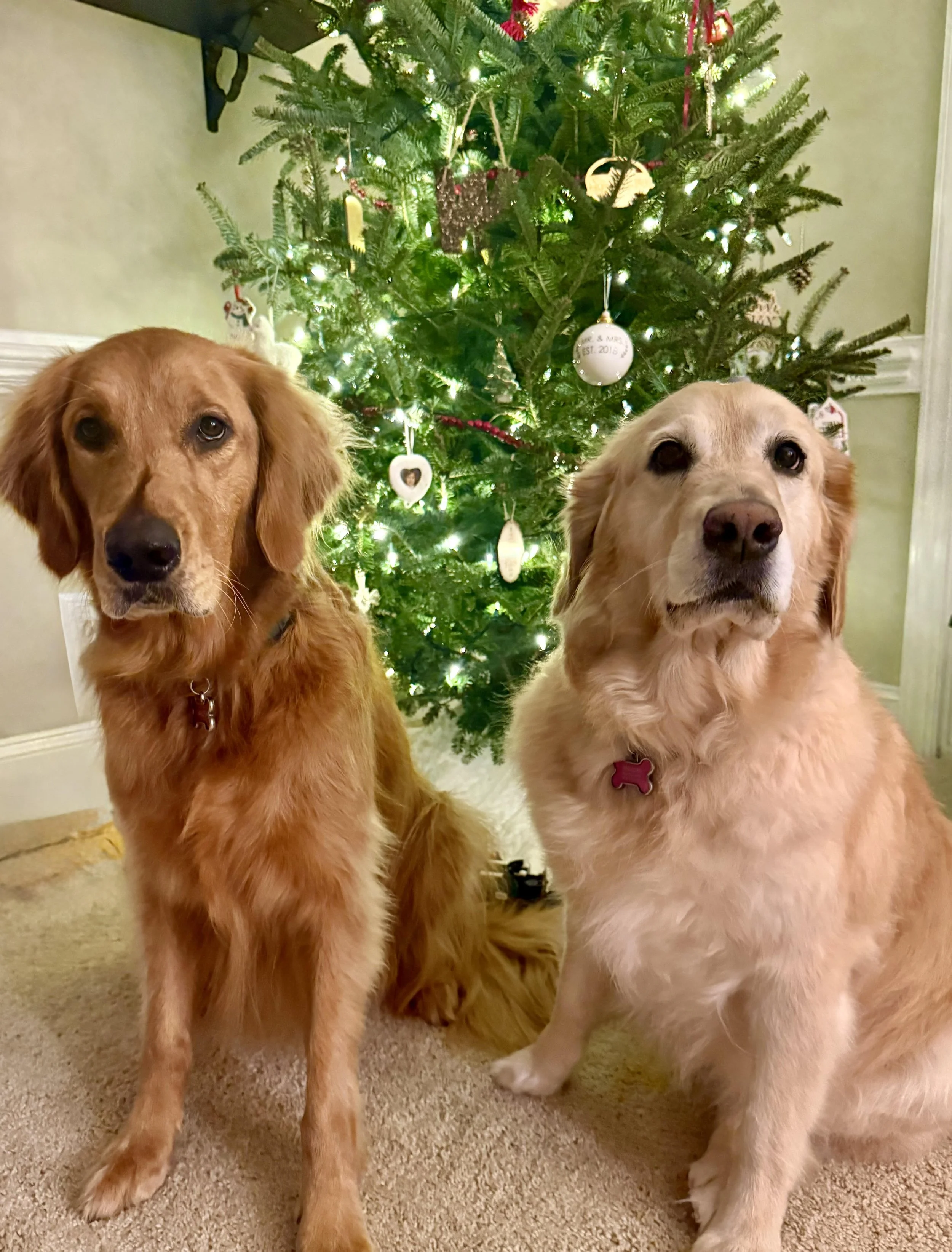 Two dogs sitting in front of a decorated Christmas tree with lights and ornaments.