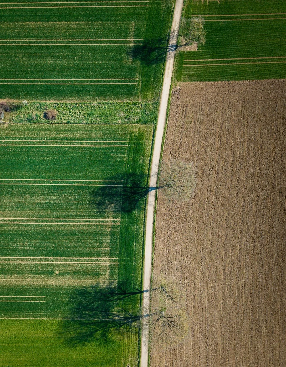 Aerial view of divided farmland with green crops on the left and bare soil on the right, separated by a narrow dirt road with two leafless trees casting shadows.