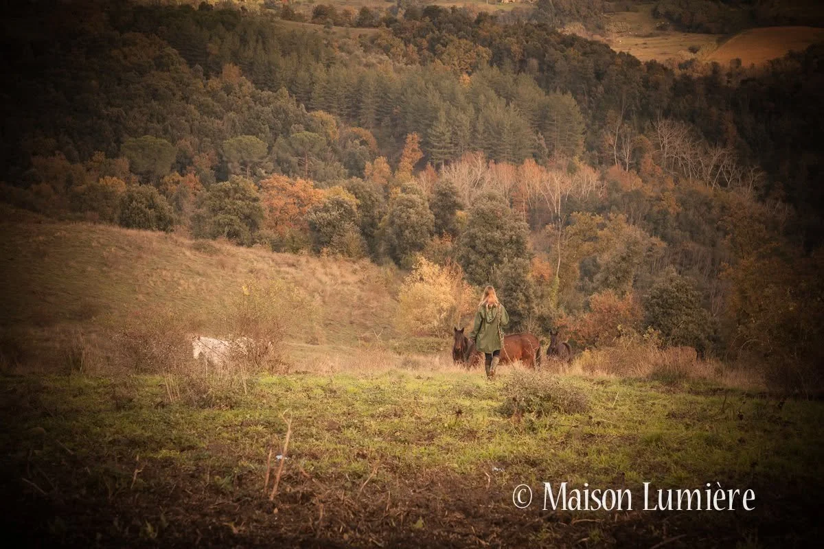 A person walking with three horses in a grassy field surrounded by autumn-colored trees and hills in the distance.