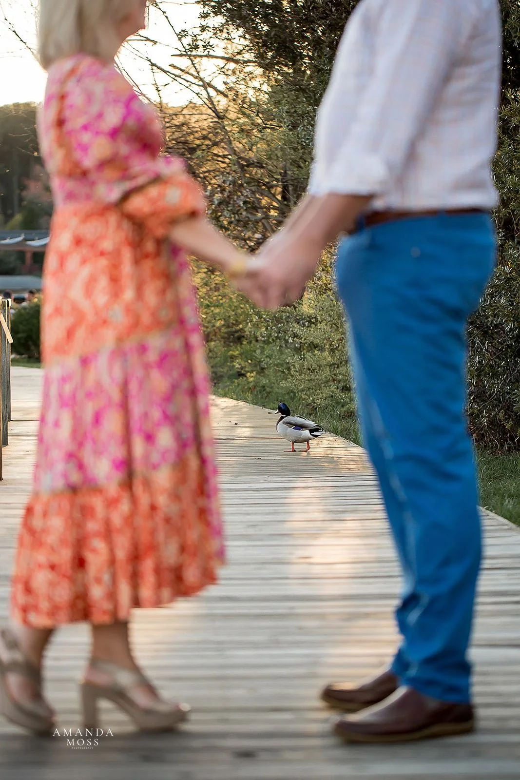 a duck photobombs an engagement session at lake norman north carolina