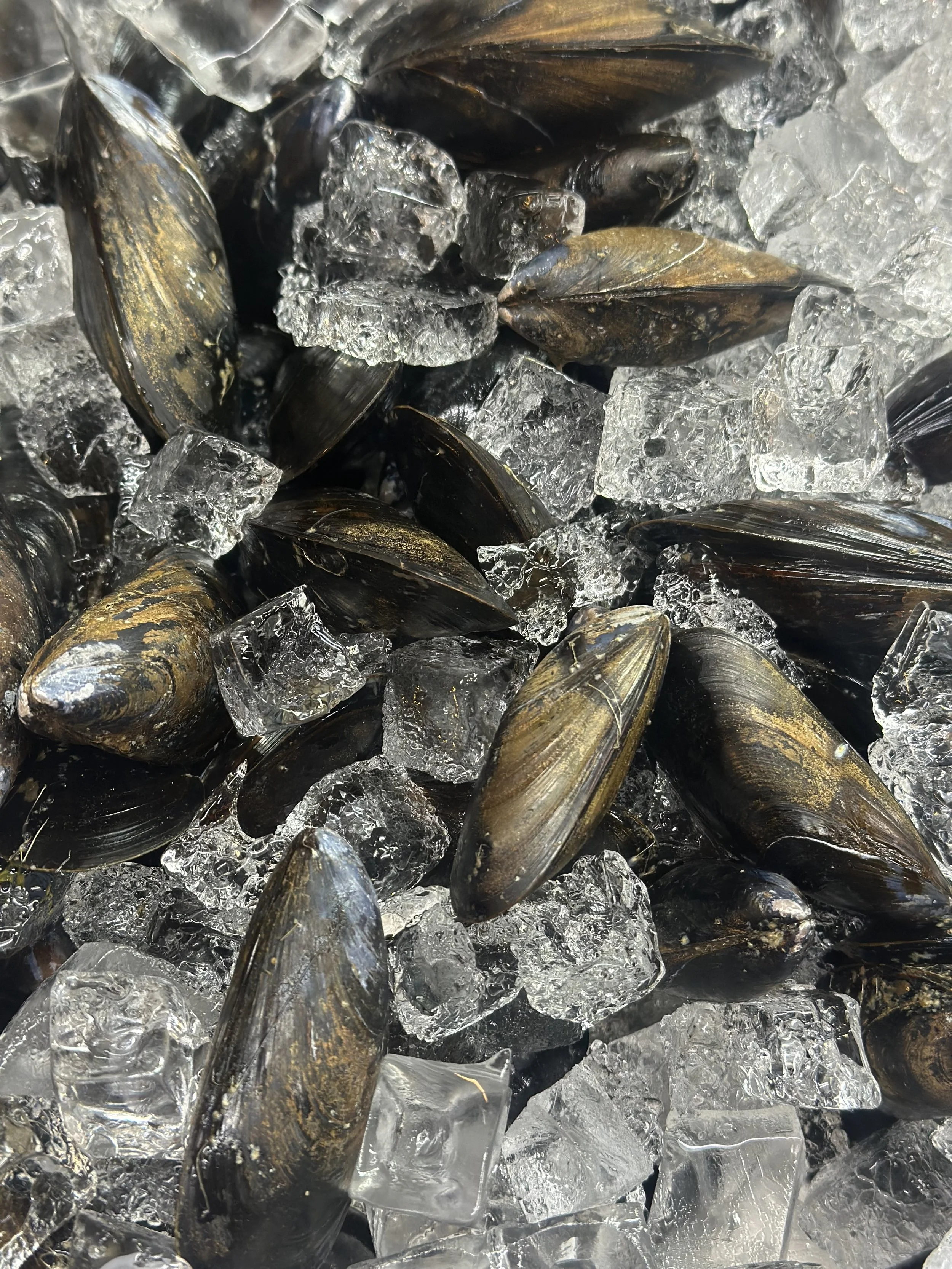A close-up view of fresh mussels on ice cubes.