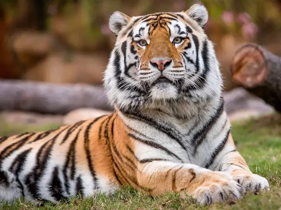 I love Mike the Tiger.  The real Bengal tiger that lives on LSU's campus and the mascot that struts through Tiger Stadium.


I went to mascot tryouts as a student. But I got intimidated and left.


It's one of my life's great regrets—not because I wa