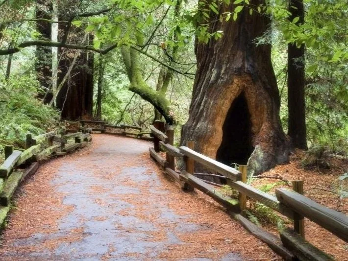 There is something about the redwoods in Muir Woods that inspires a holy moment. Heck, there’s even a Cathedral Grove. A Bohemian Grove too. 

The majesty of these trees—their size, their age, their collective strength—both fills my lungs and takes m