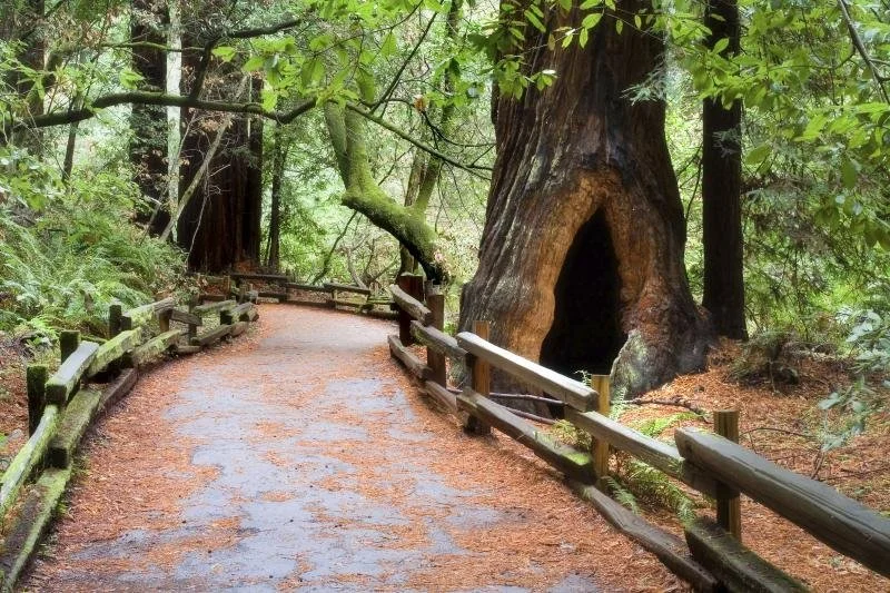 Muir Woods.jpeg