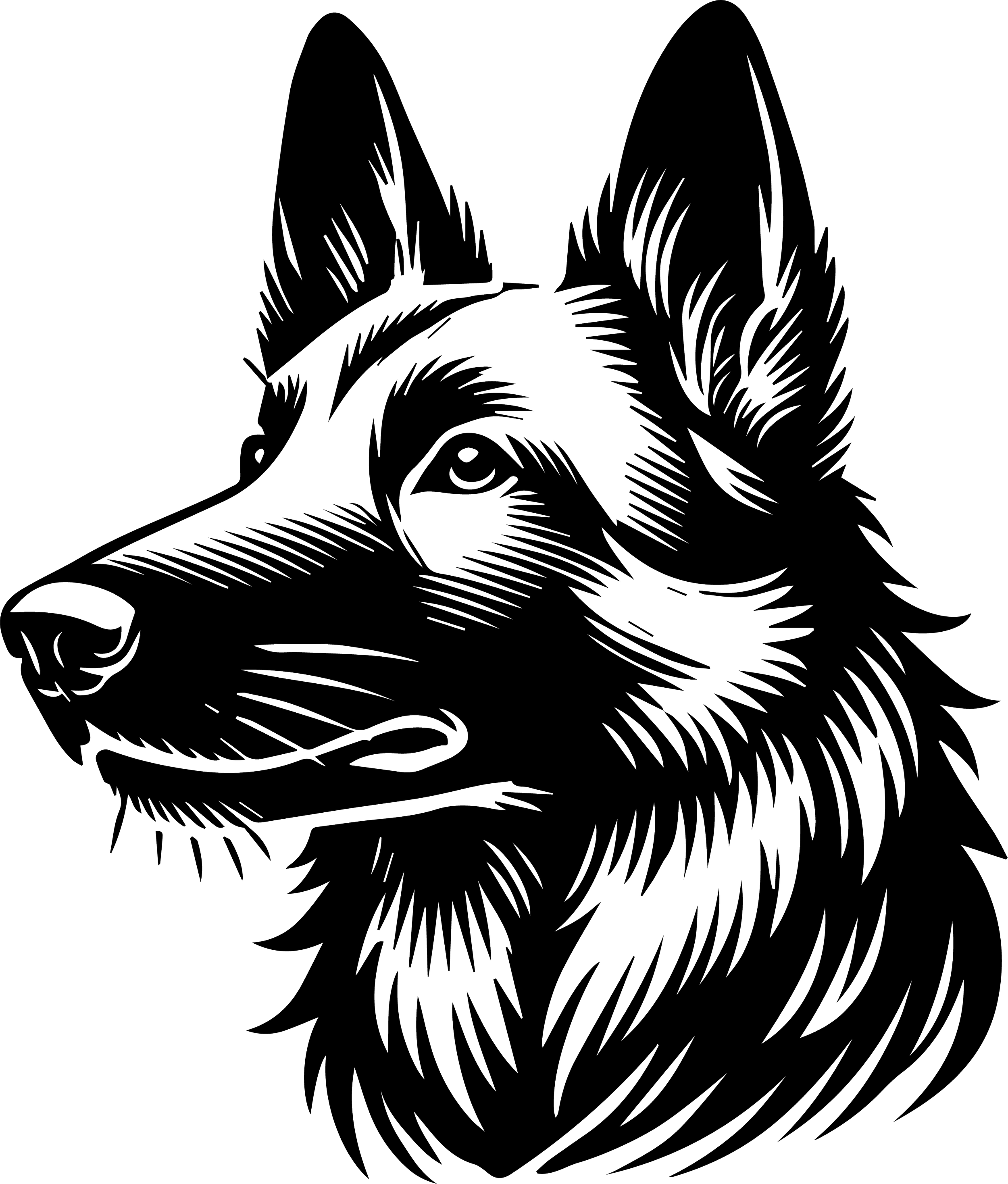 Belgian Shepherd (Malinois)