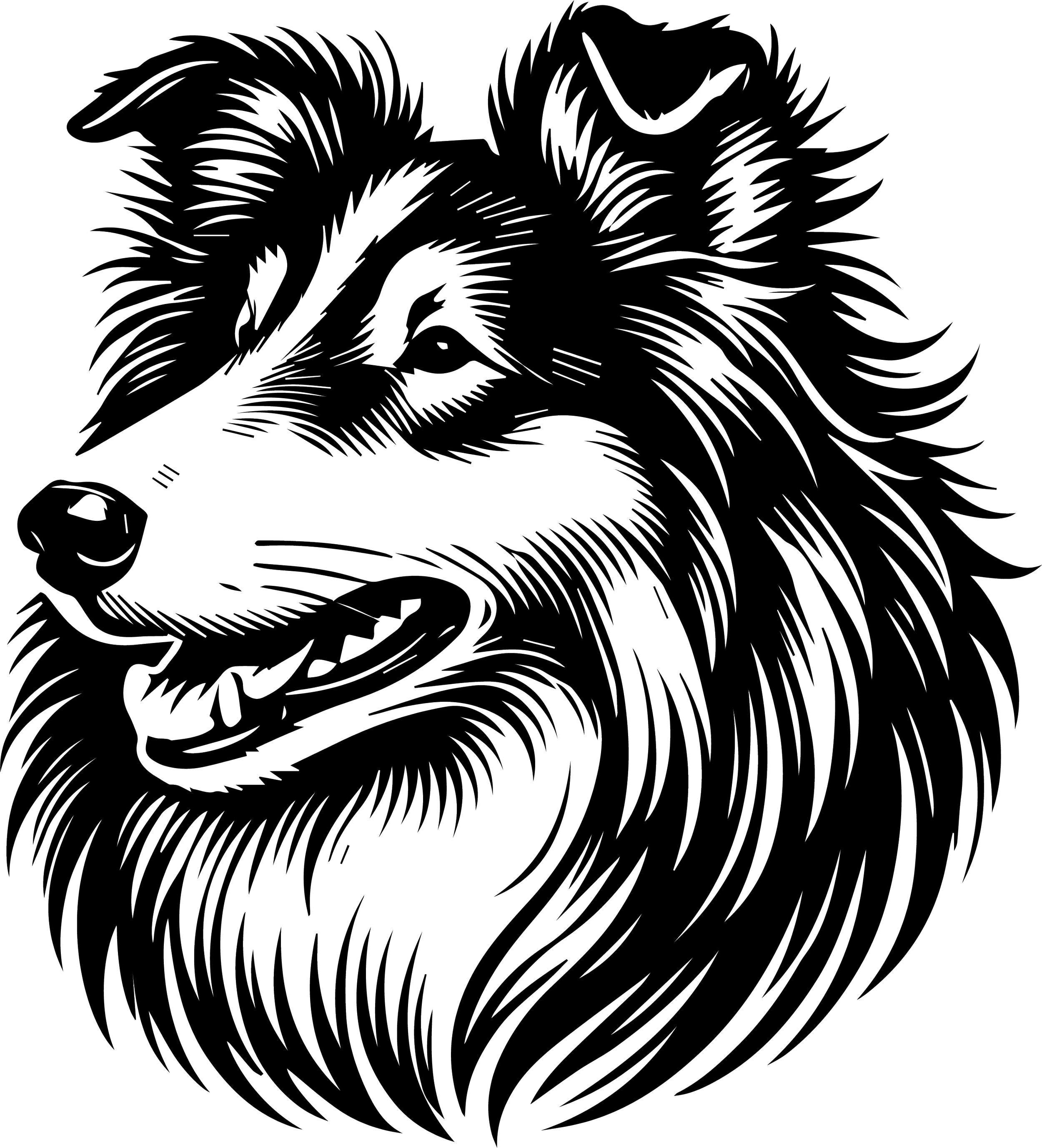 Rough Collie 3