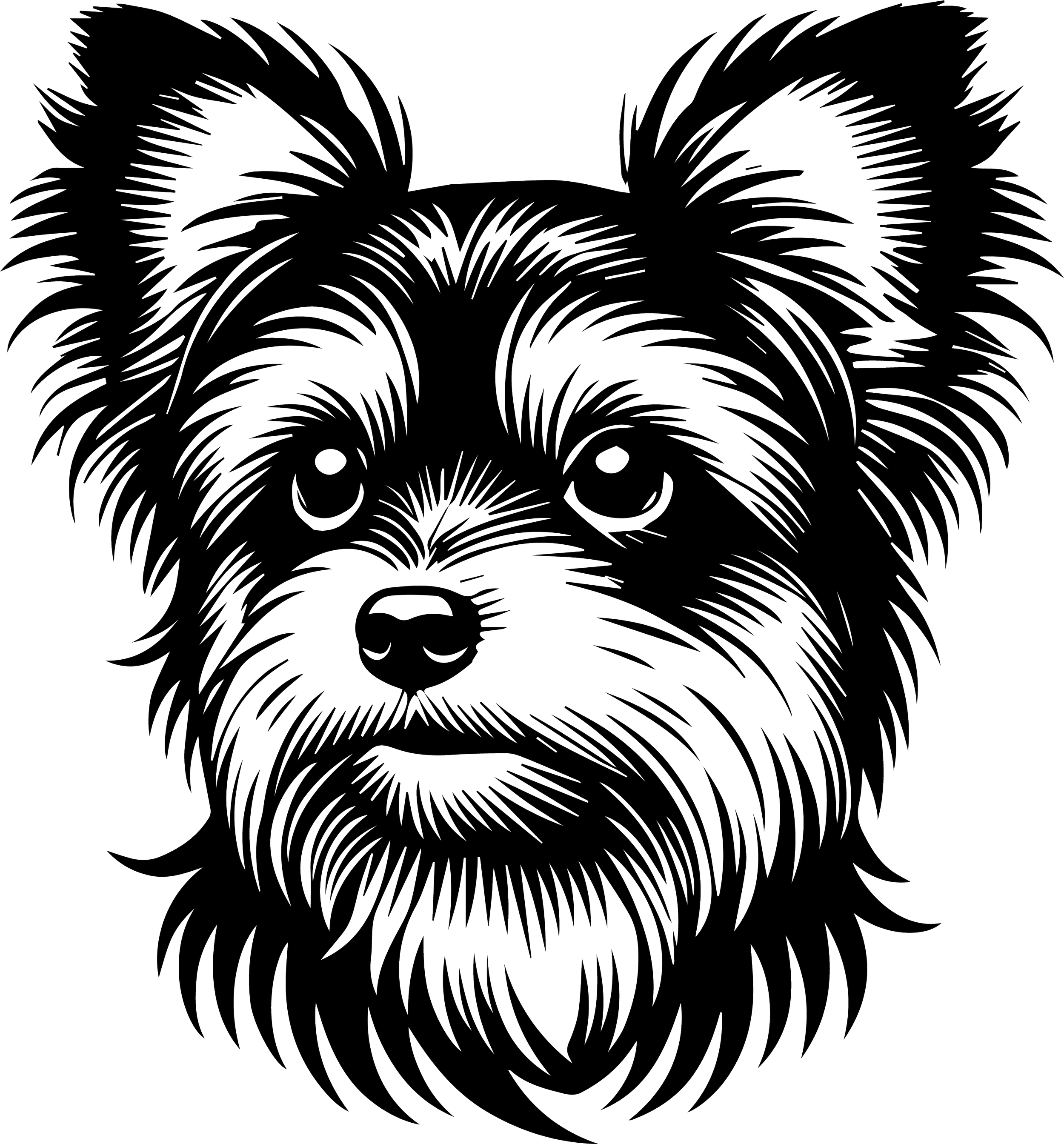 Chorkie  1