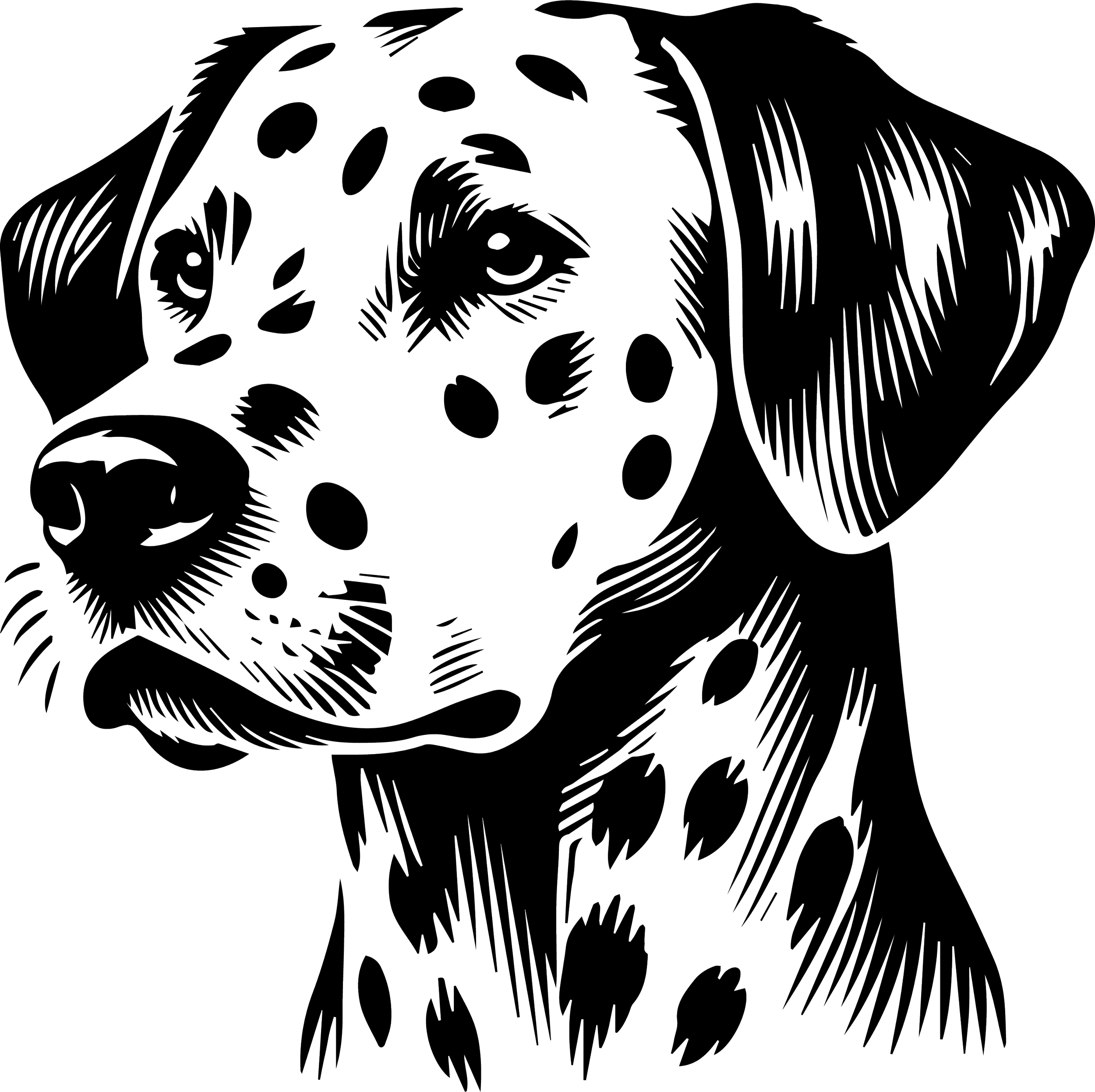 Dalmatian 1