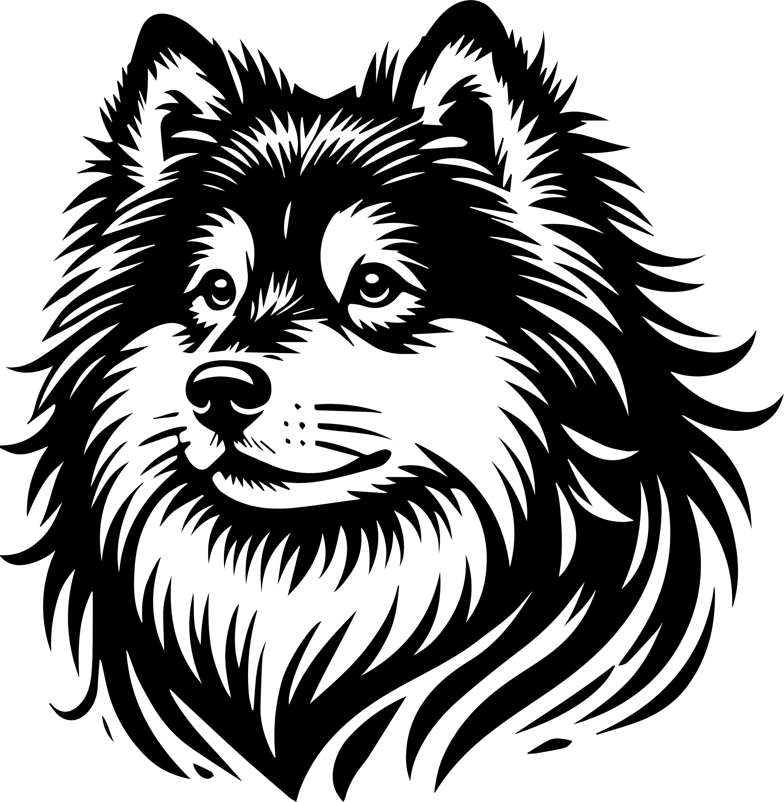 Finnish Lapphund 1