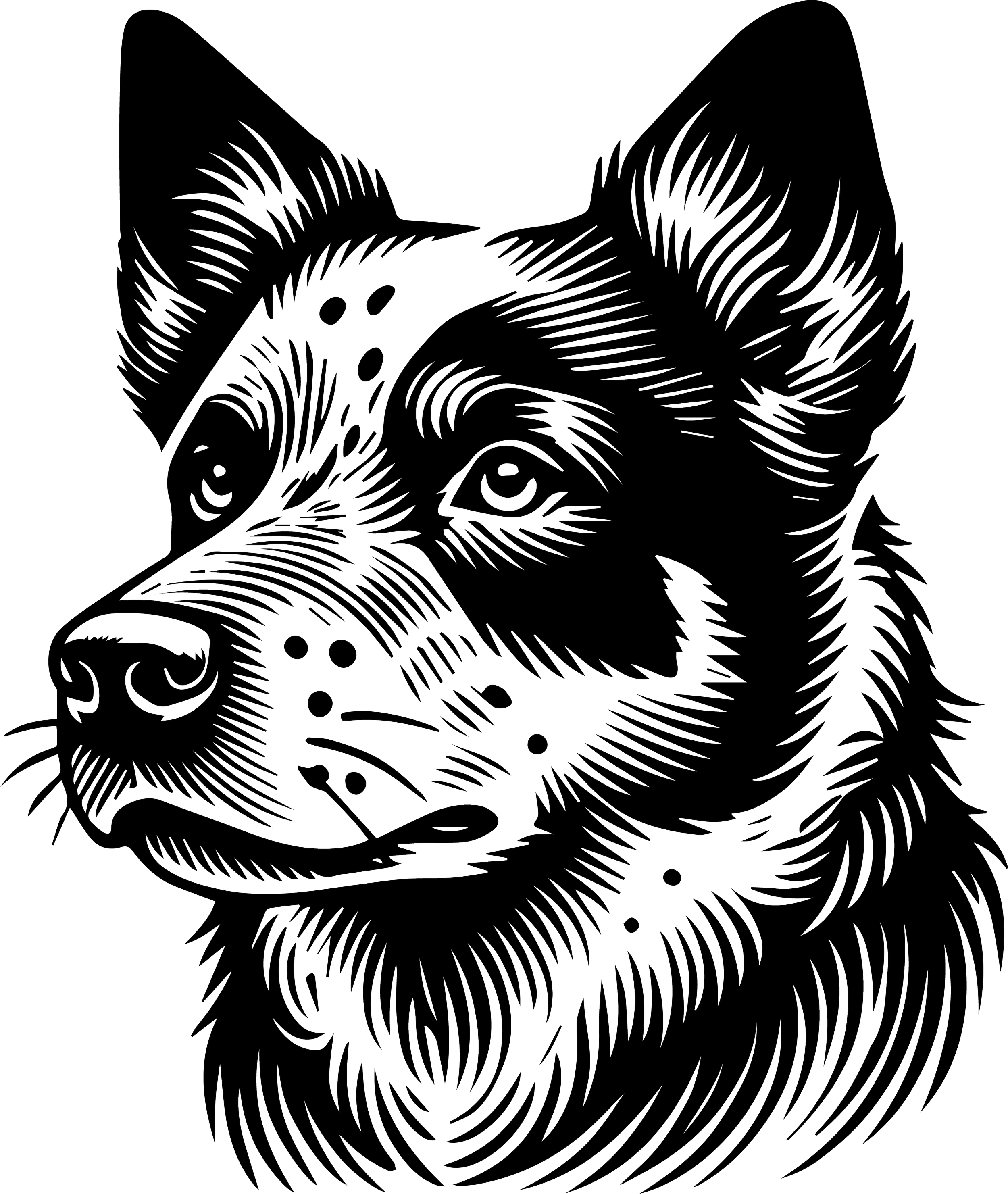 Blue Heeler