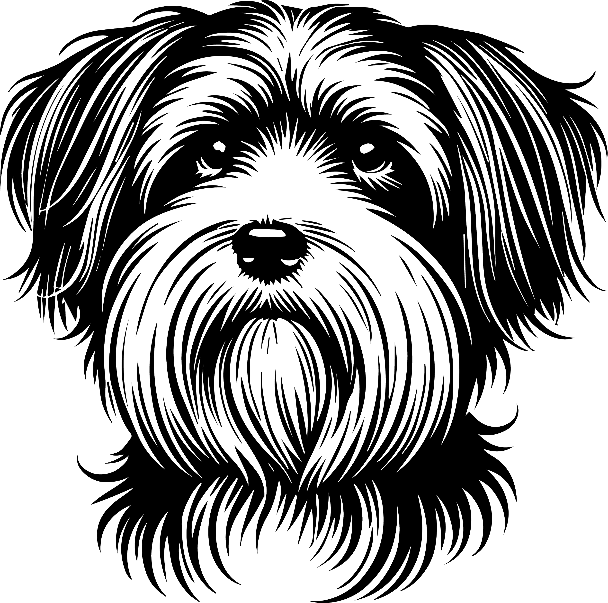 Dandie Dinmont Terrier 1