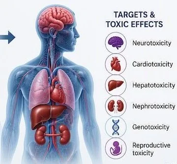 Pharmaceutical Toxicology