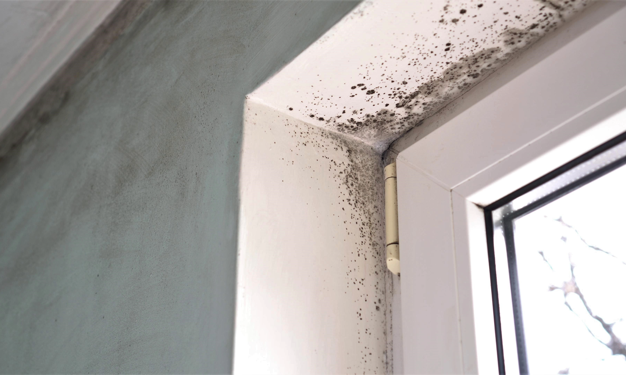 Will Home Insurance Cover Mold?