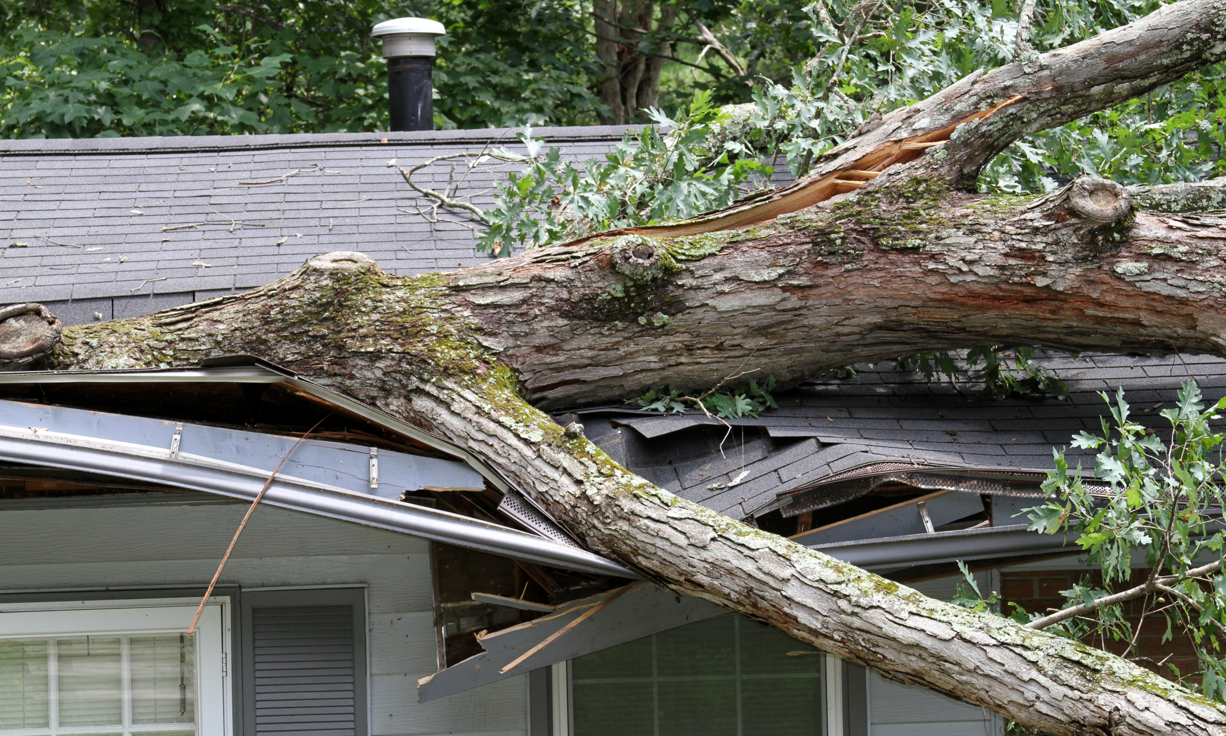Tree Damage - What to Expect from my Home Policy