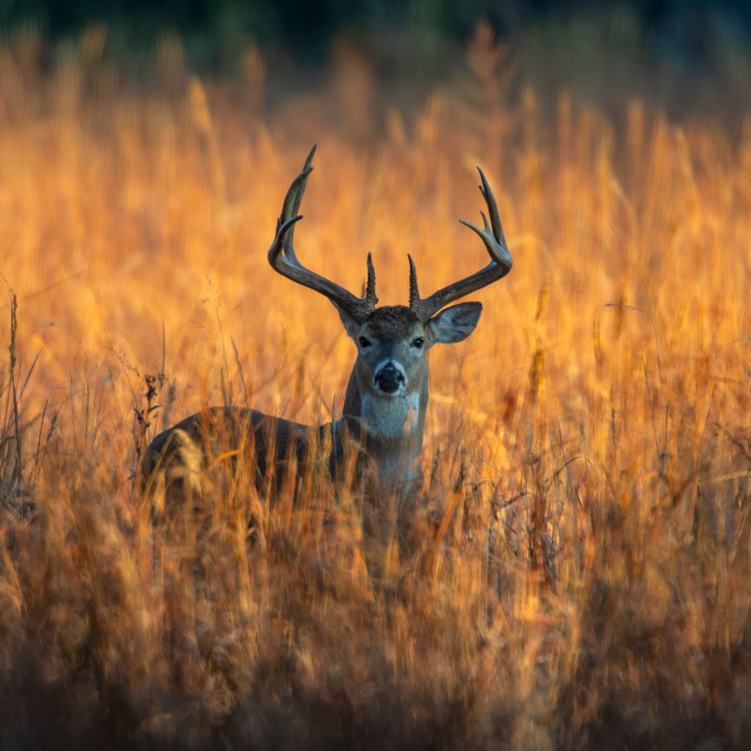 Do I Need Comprehensive Coverage for Deer Damage?