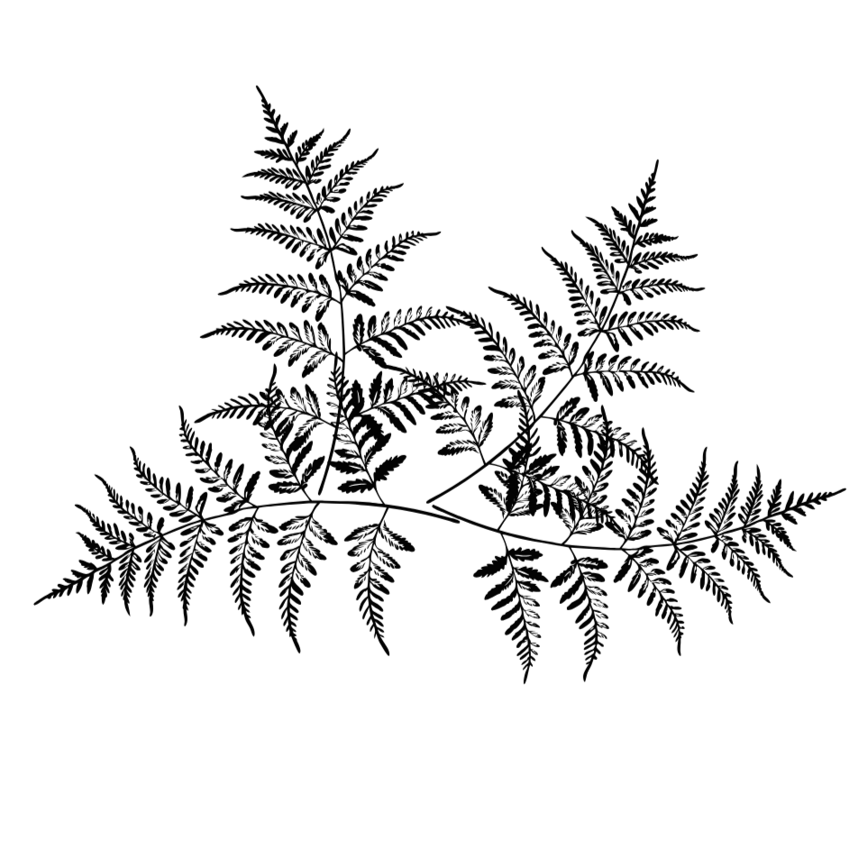 Silhouette of fern leaves on a black background.