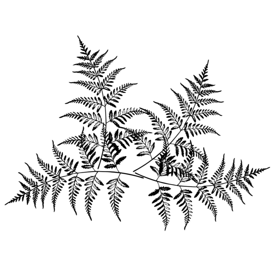 Silhouette of fern leaves against a black background.