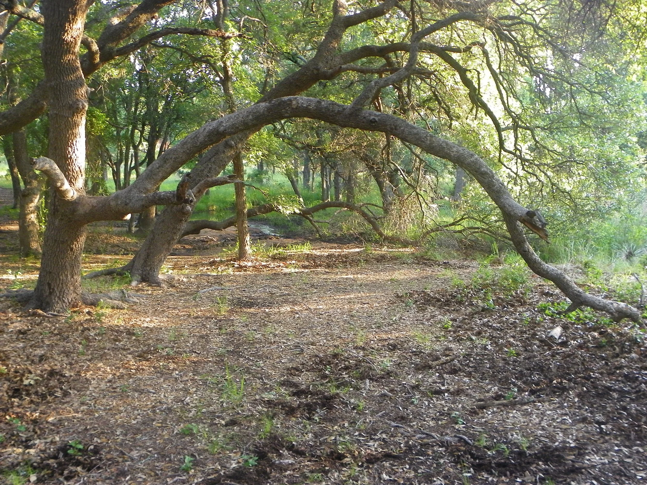 7 Questions to Ask a Holistic &amp; Nature-Based Therapist in San Antonio Before Your First Session
