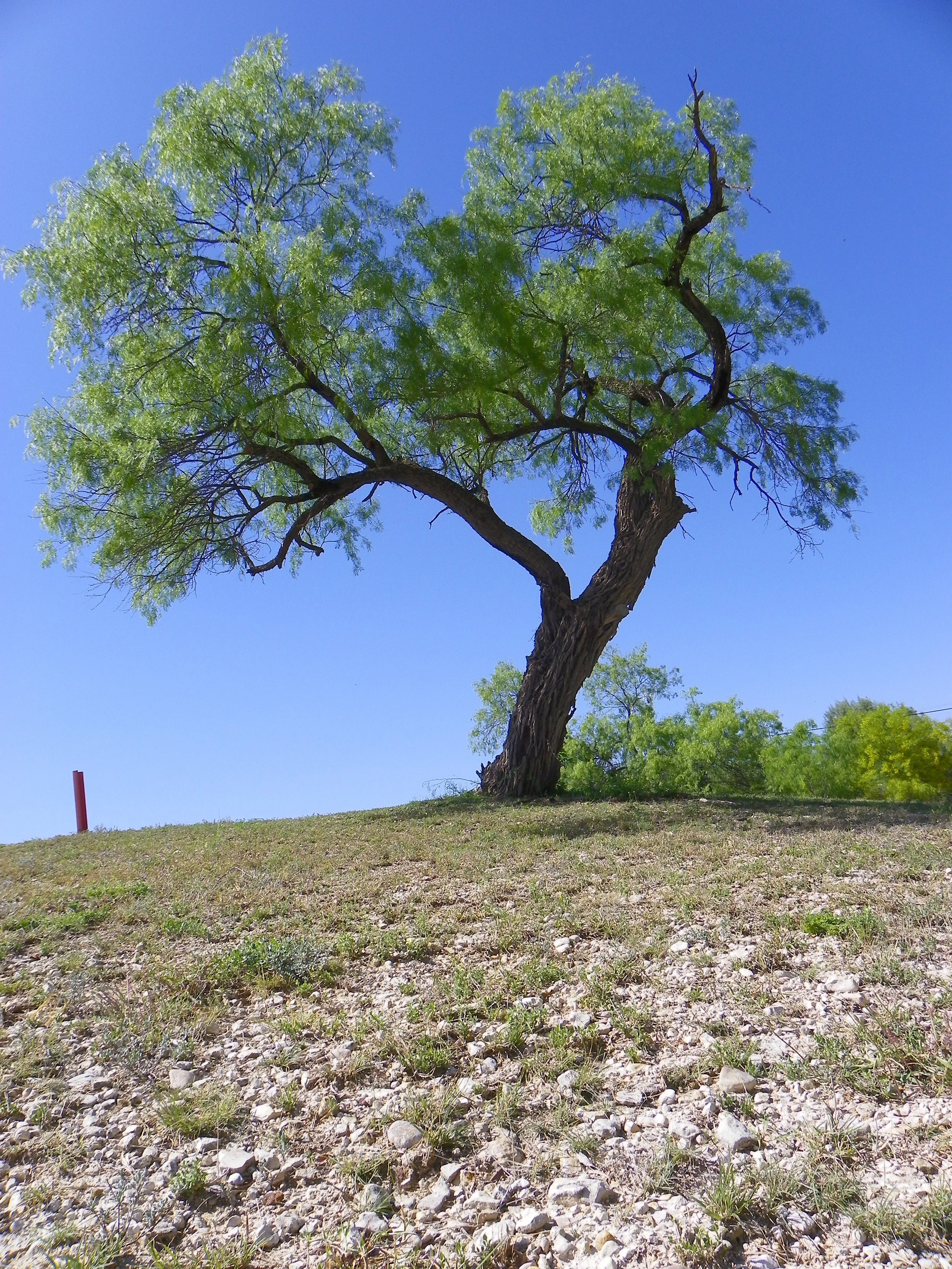 What to Expect in Land-Based and Somatic Therapy in San Antonio