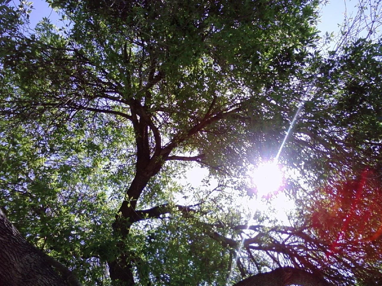 Beyond Self-Improvement: 5 Truths About Nature Therapy and Relational Care in San Antonio