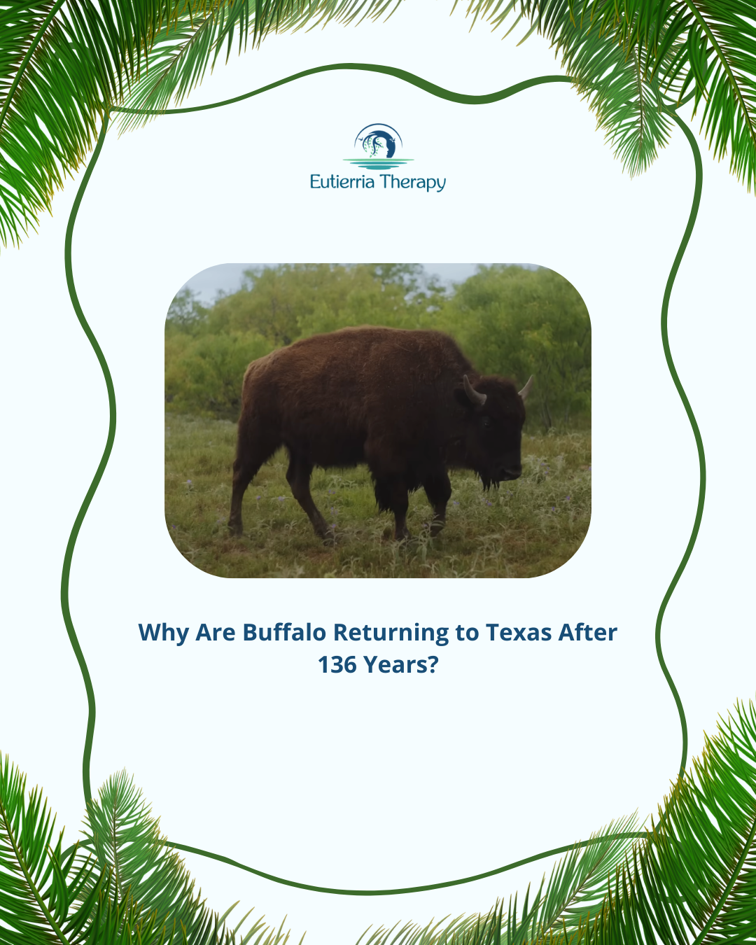 Why are Buffalo Returning to Texas After 136 Years? 