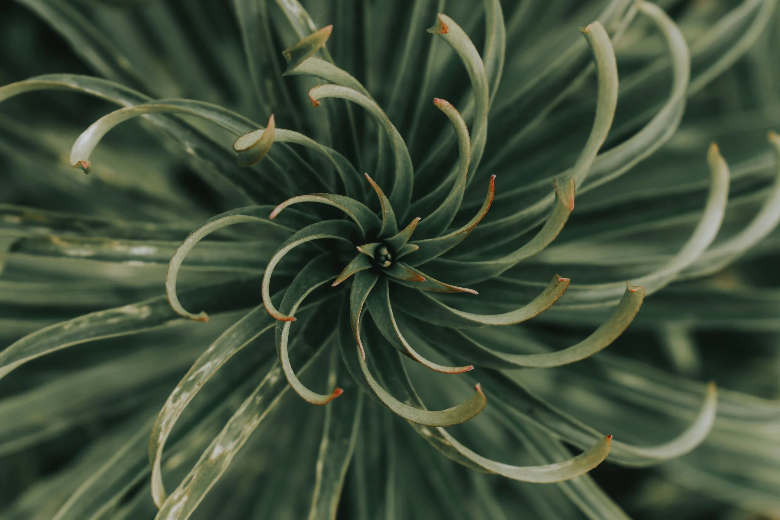 Top-down view of spiraling green plant leaves illustrating nervous system unarmoring and neuroplasticity during ketamine San Antonio psychotherapy.