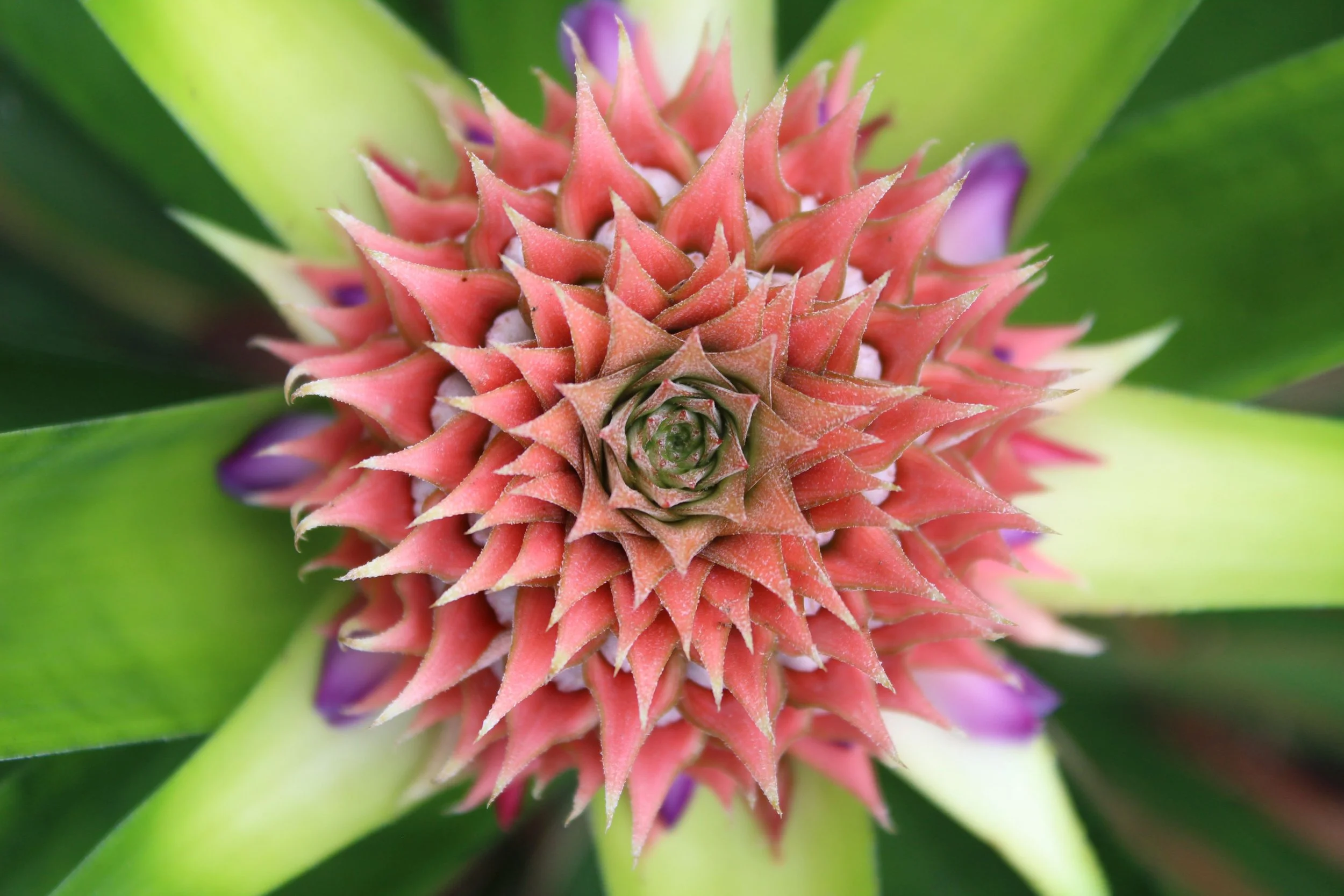 Symmetrical pink and green bromeliad bloom capturing the centered grounding of decolonial ketamine assisted psychotherapy in Texas.