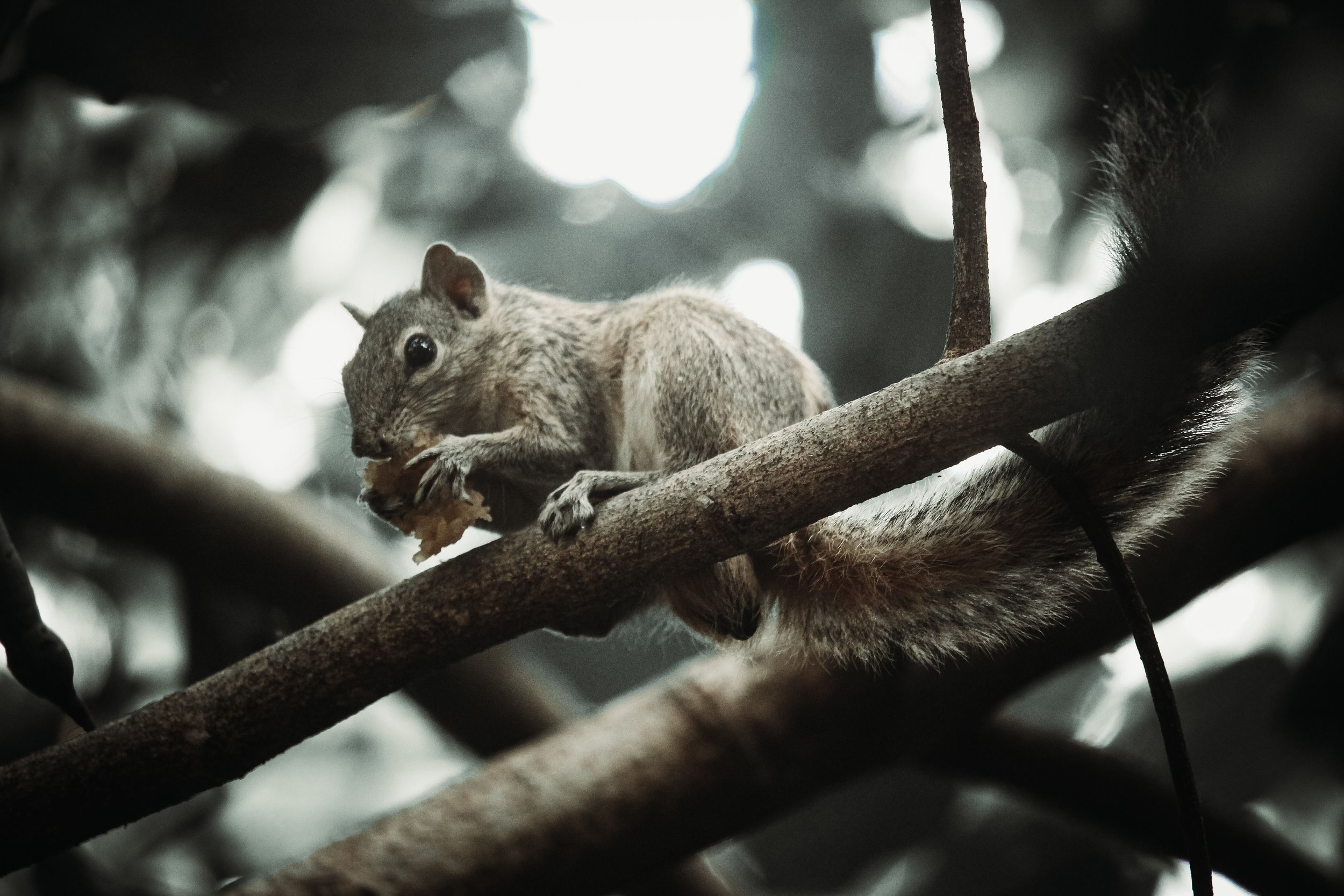 A gray squirrel perched on a tree branch holding food in its front paws, with soft dappled light filtering through the leaves behind it.