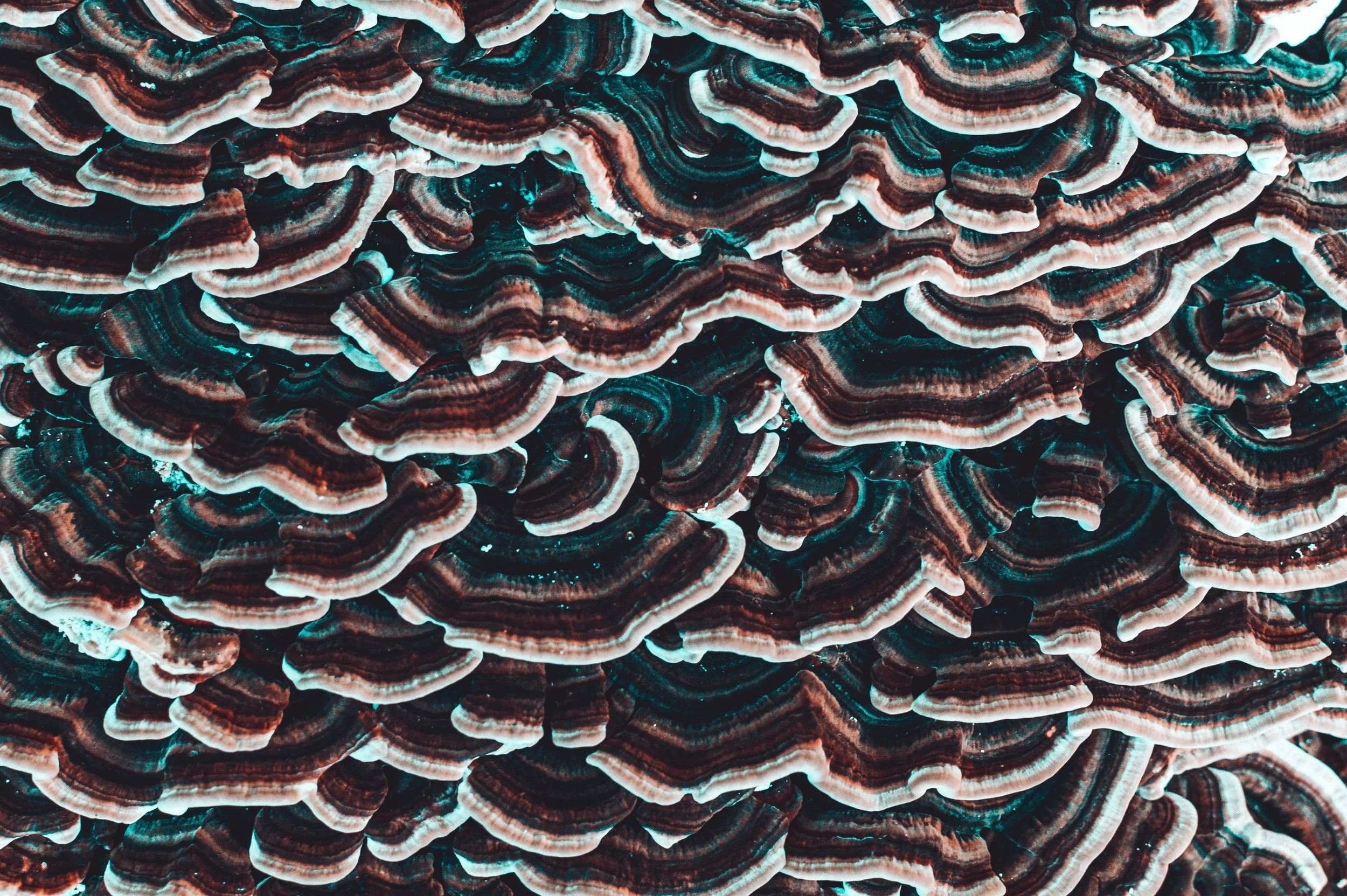 Dense turkey tail bracket fungi texture representing ecosystemic kinship and land-based integration for ketamine Texas clients.