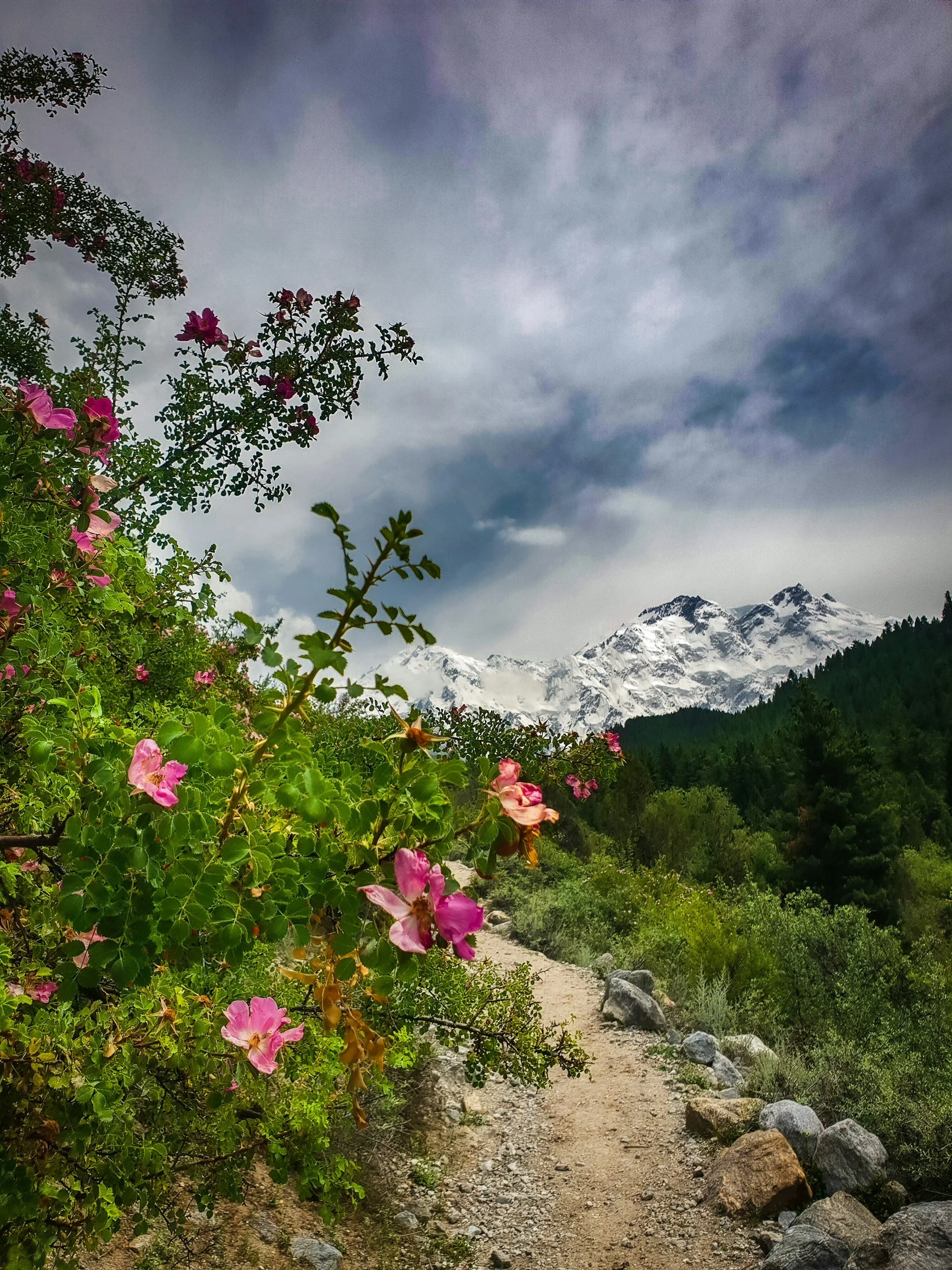 A dirt trail lined with rocks and vibrant pink flowers on the left side, leading through green foliage towards snow-capped mountains under a cloudy sky.