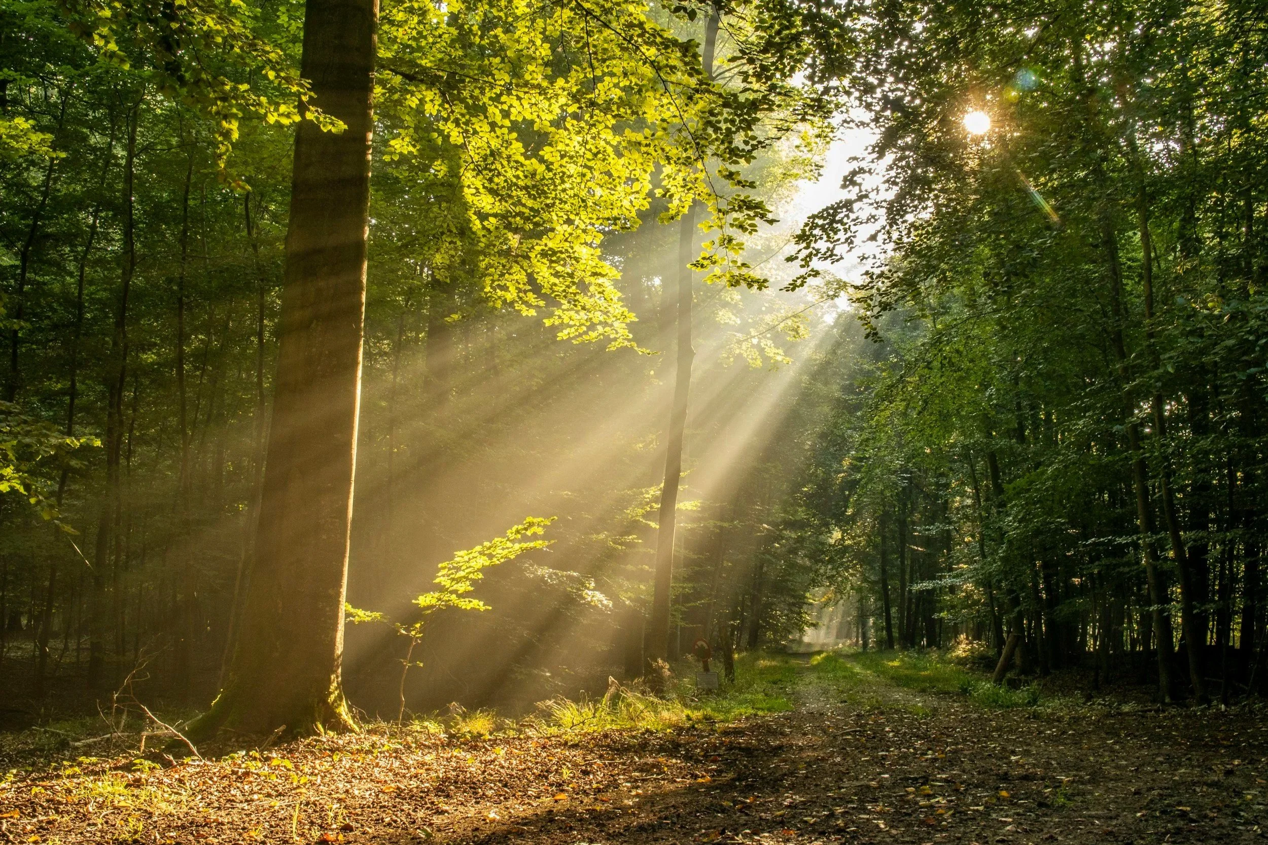 EMDR (Eye Movement Desensitization and Reprocessing) Specialization - An evidence-based therapy that helps the brain process traumatic experiences.
