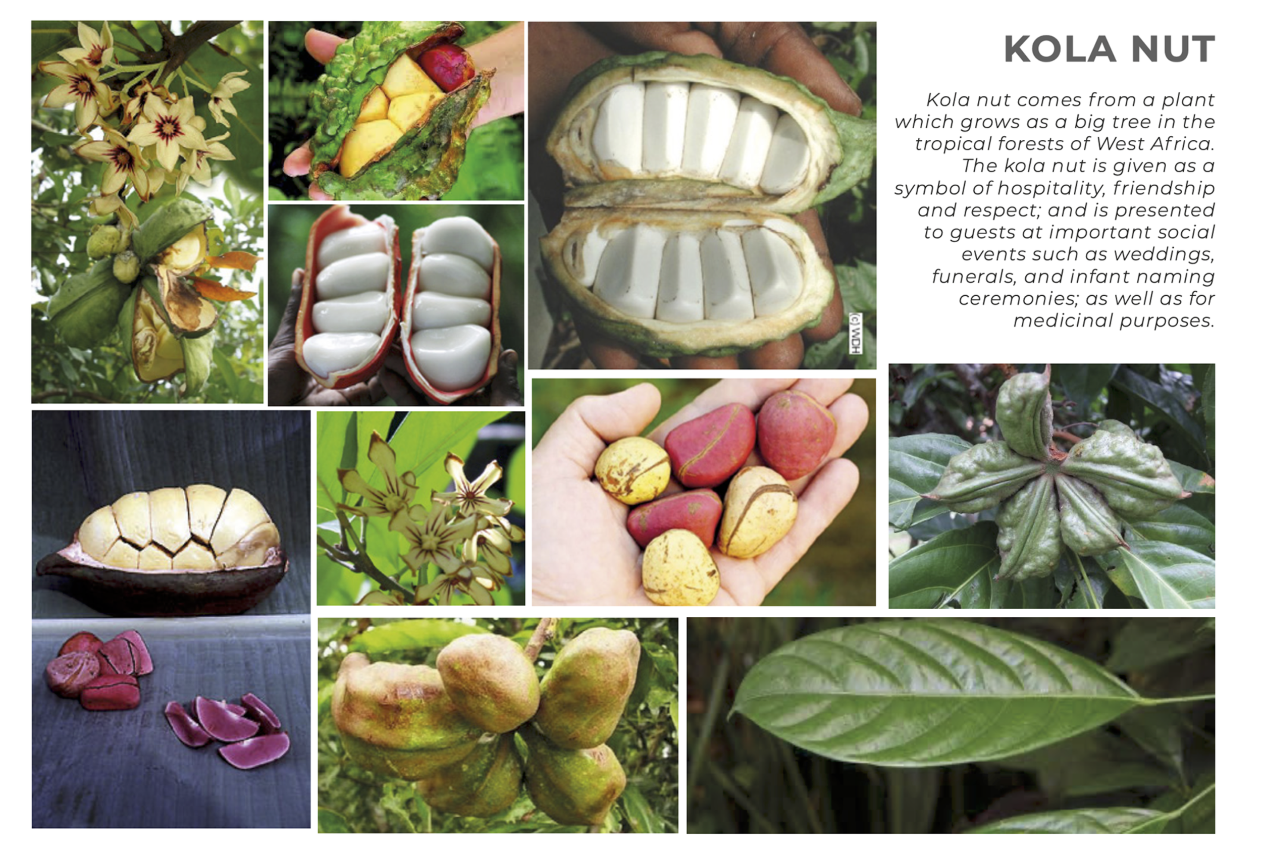 Collage of various images of kola nuts, flowers, and trees from West Africa, with a description about kola nut's cultural significance and use in social and religious events.