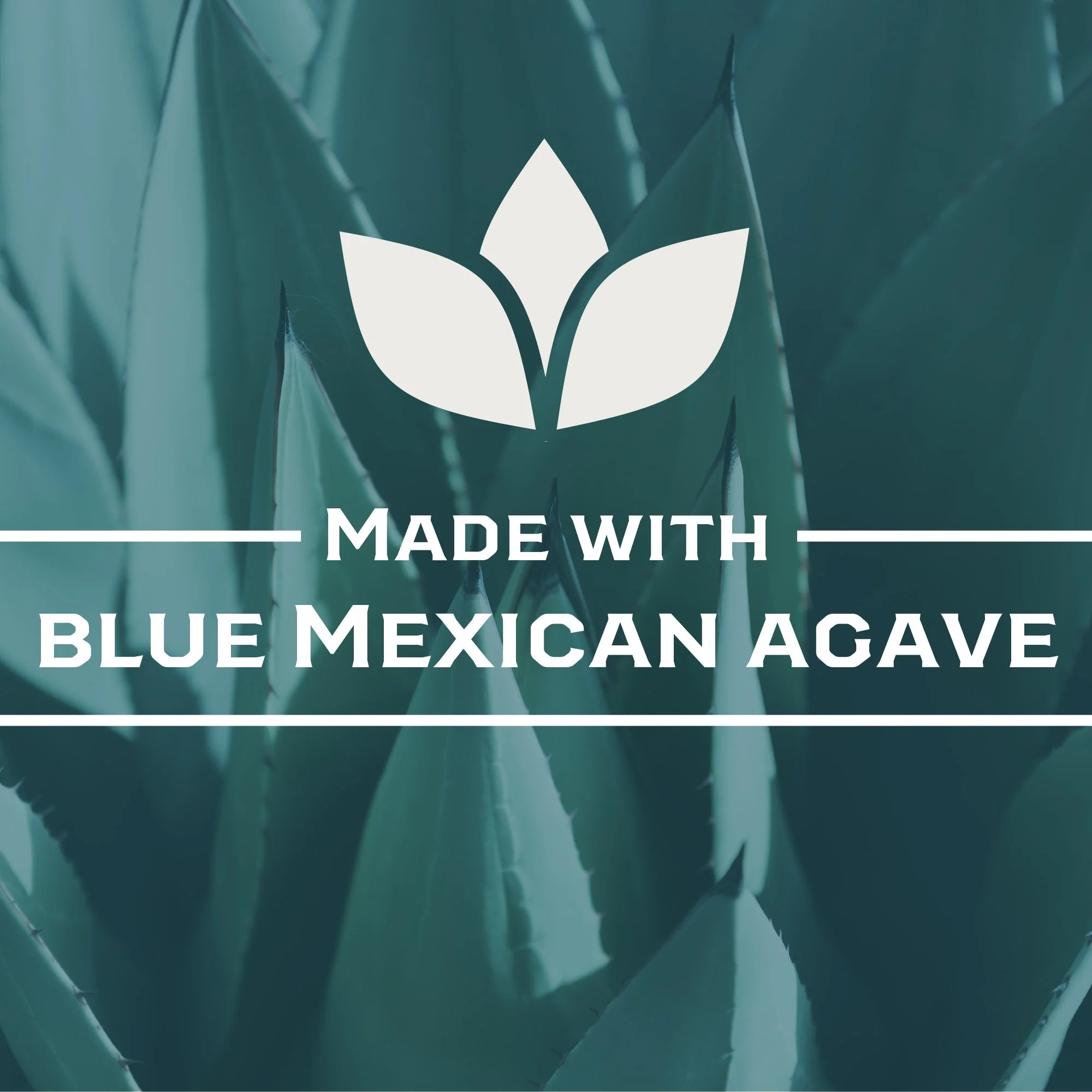Blue agave.jpg