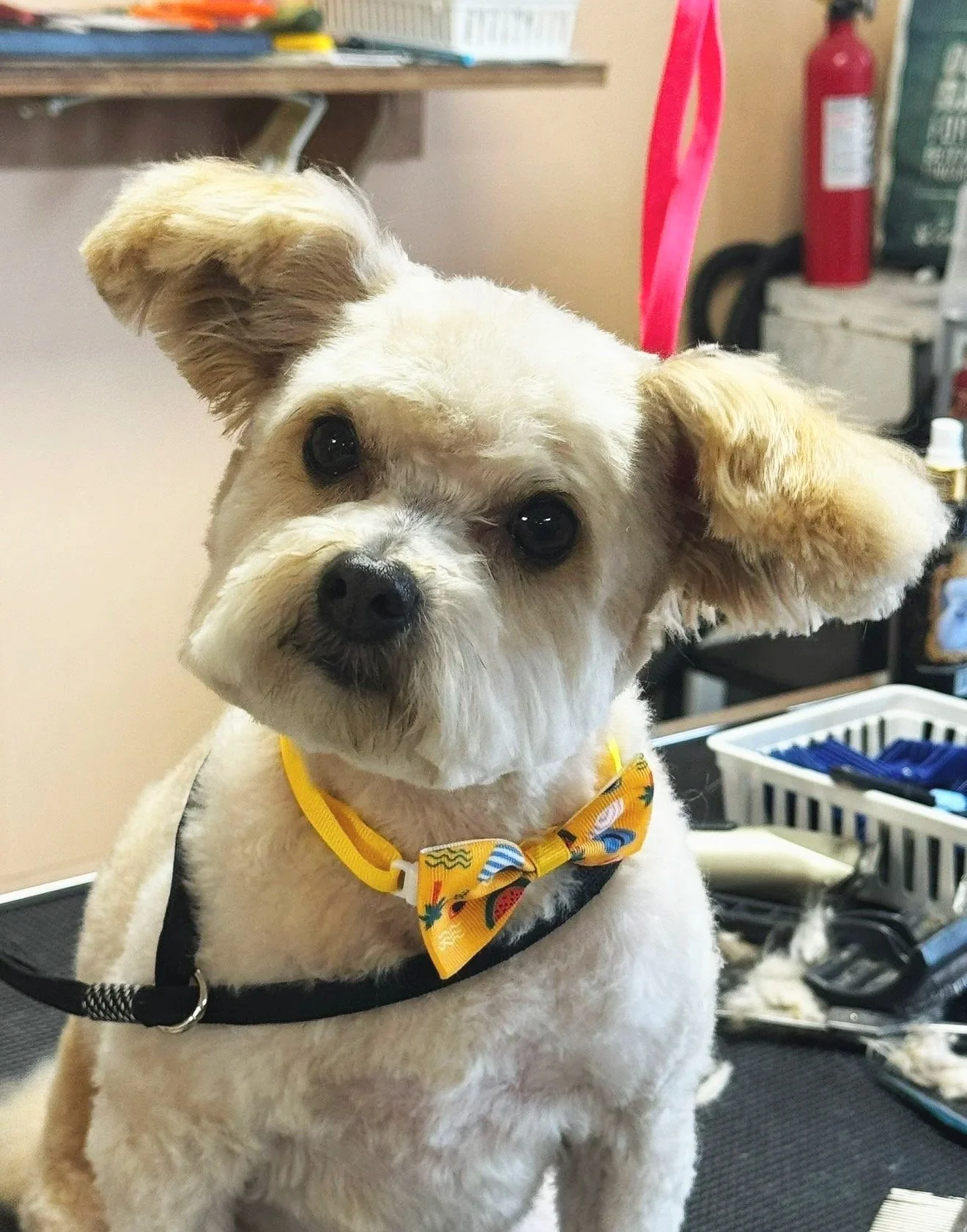 A small white dog with fluffy fur and floppy ears wearing a yellow collar with a colorful bow tie, sitting on a grooming table in a pet grooming salon.