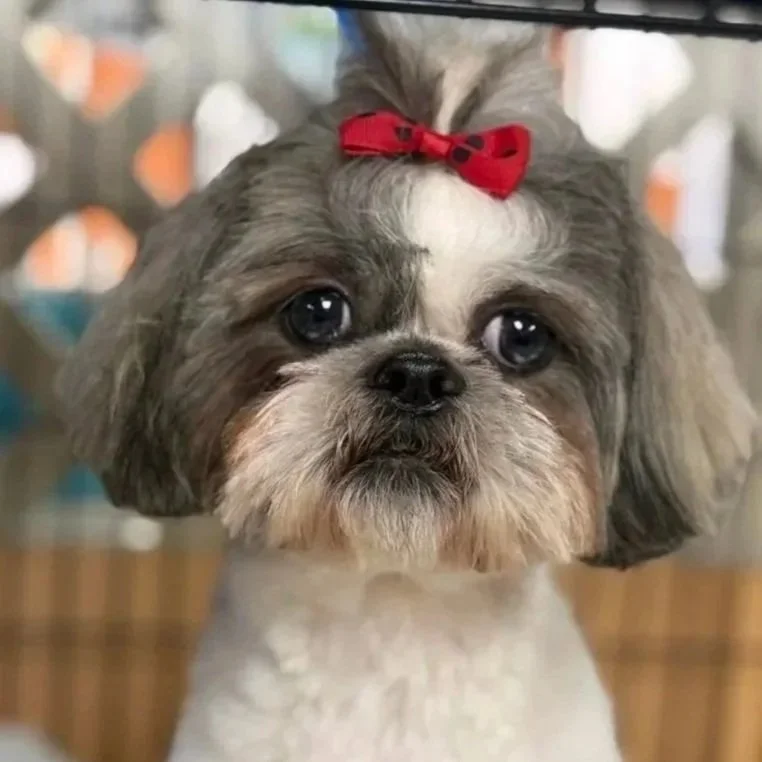A small dog with gray and white fur, wearing a red bow on its head, looking through a glass or plastic barrier.