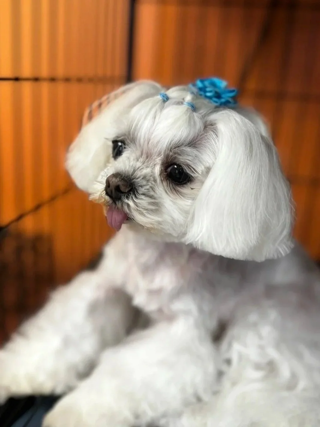 Small white dog with long ears and hair tied with blue ribbons, sticking out its tongue, sitting against a wooden background.