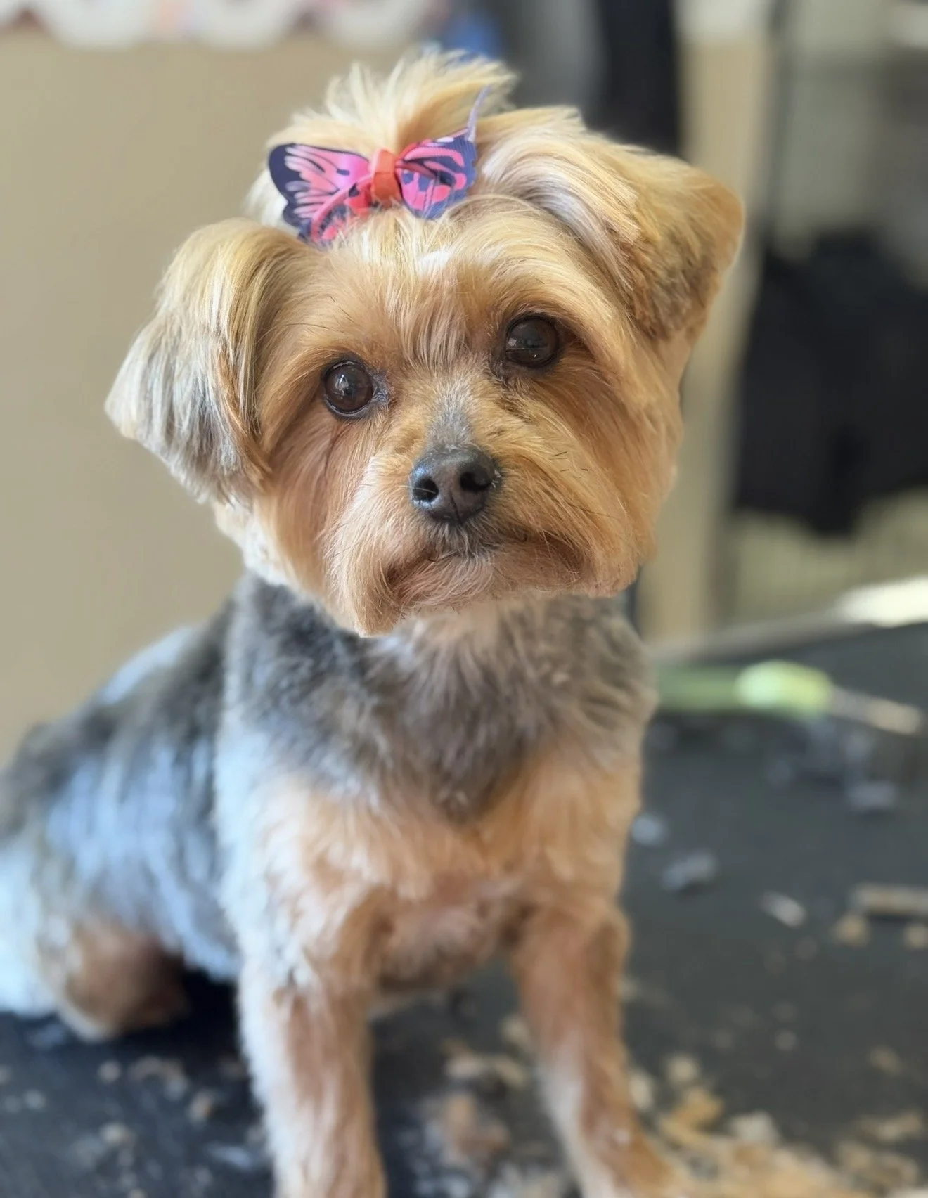 A cute small dog with tan and gray fur, wearing a pink and blue butterfly hair clip, looking at the camera with a slightly tilted head.