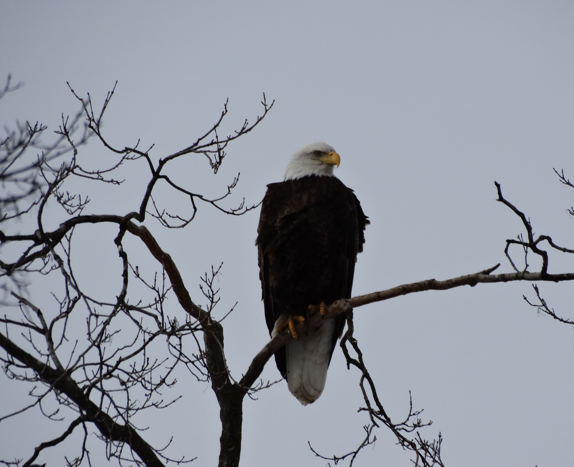 1Eagle.jpg