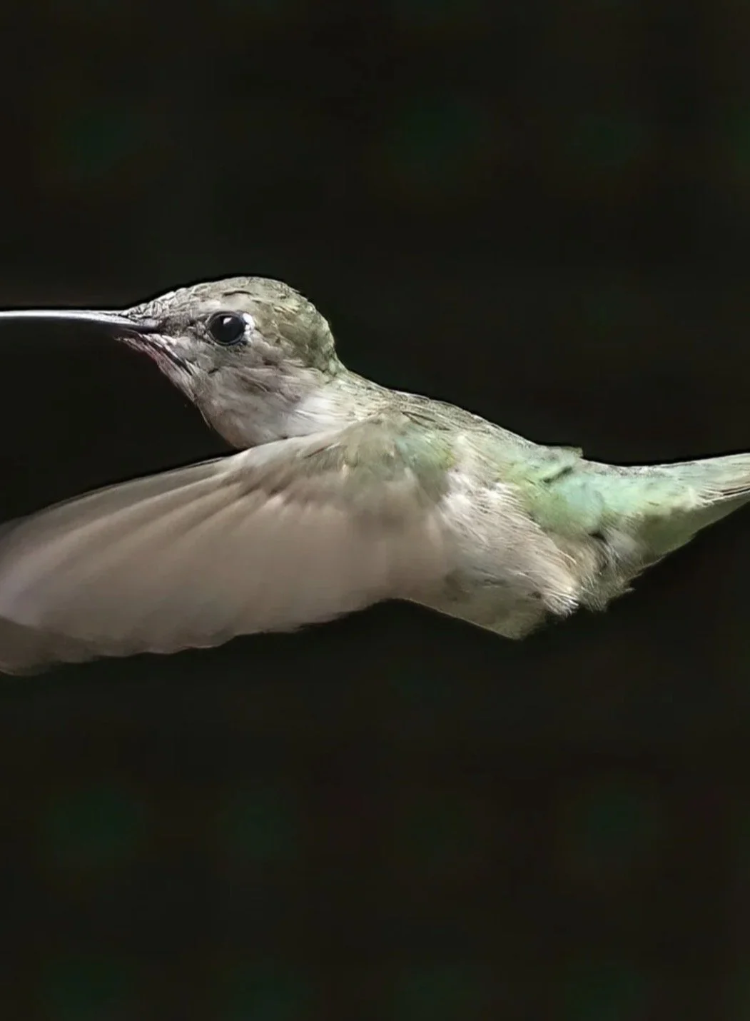 Hummingbird Advocacy Network, LLC