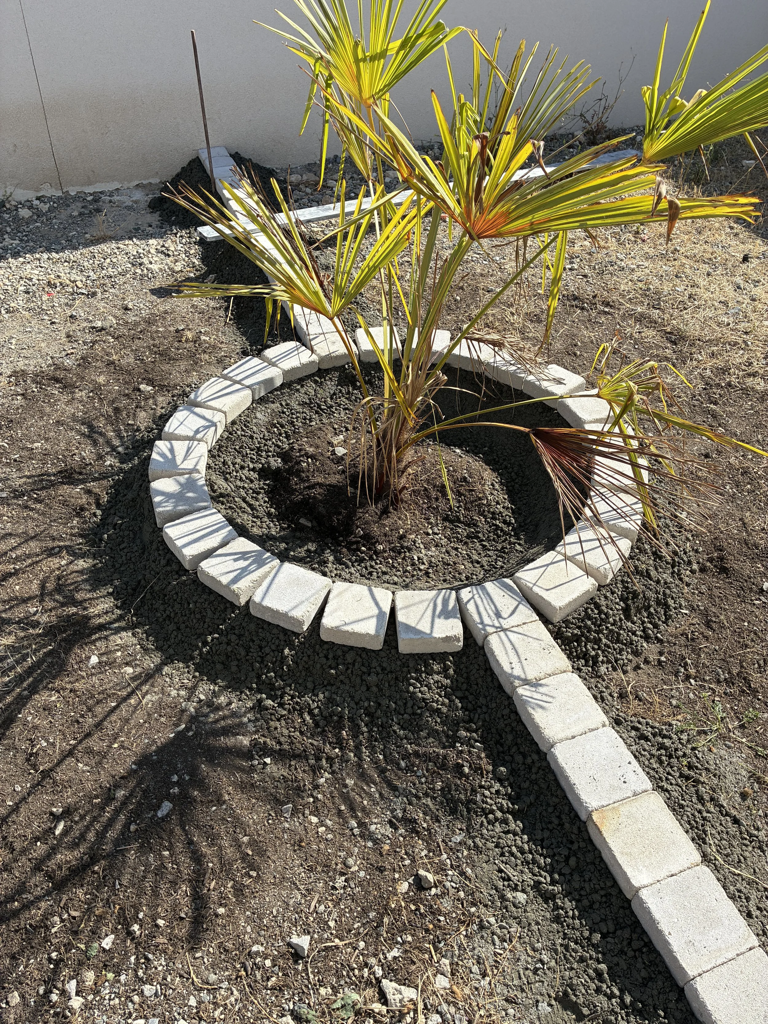 Un jeune palmier planté dans un trou entouré de blocs de béton, avec un fond de mur blanc et du sol sec.