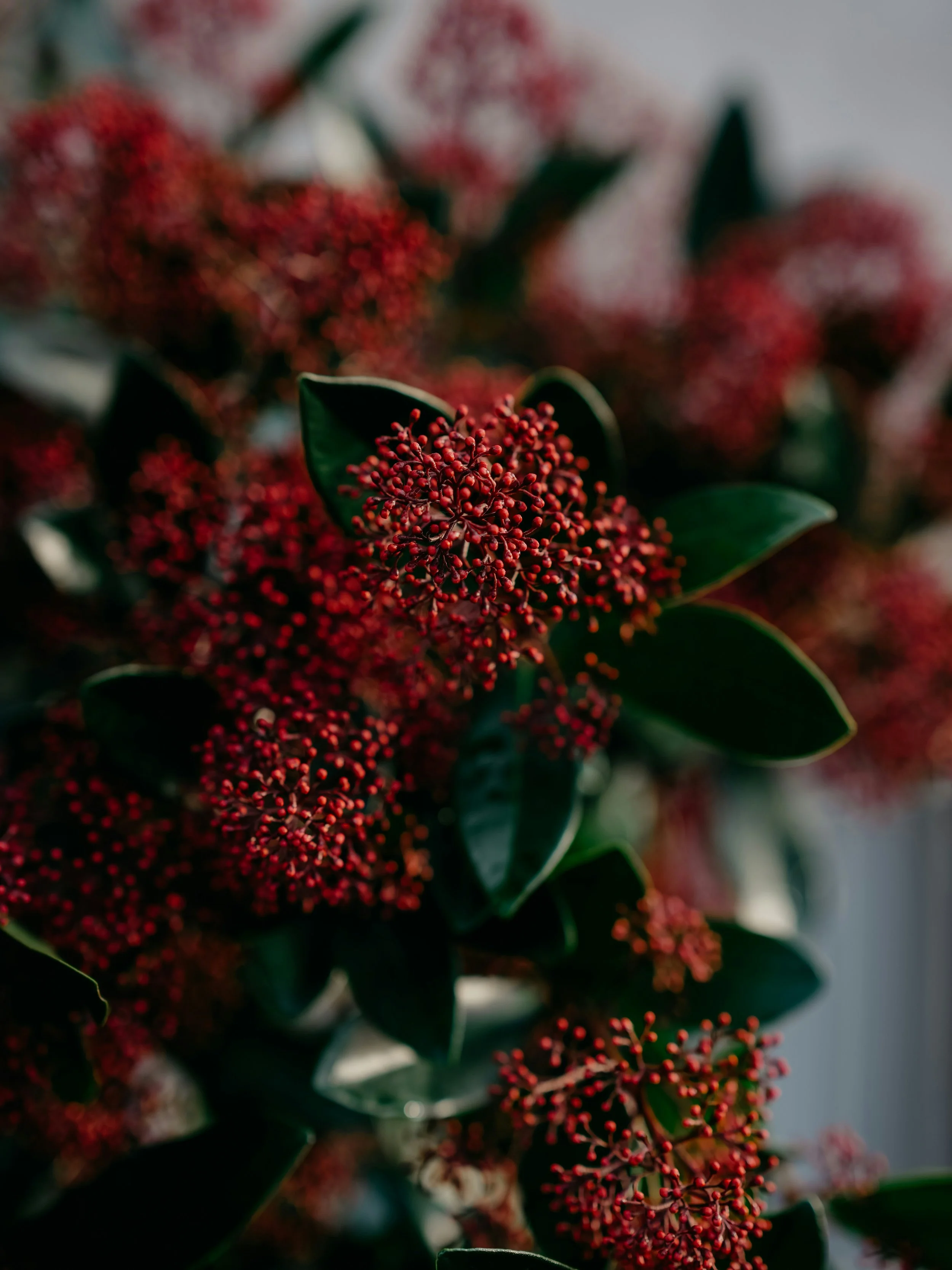Close-up of red flowers and dark green leaves on a plant