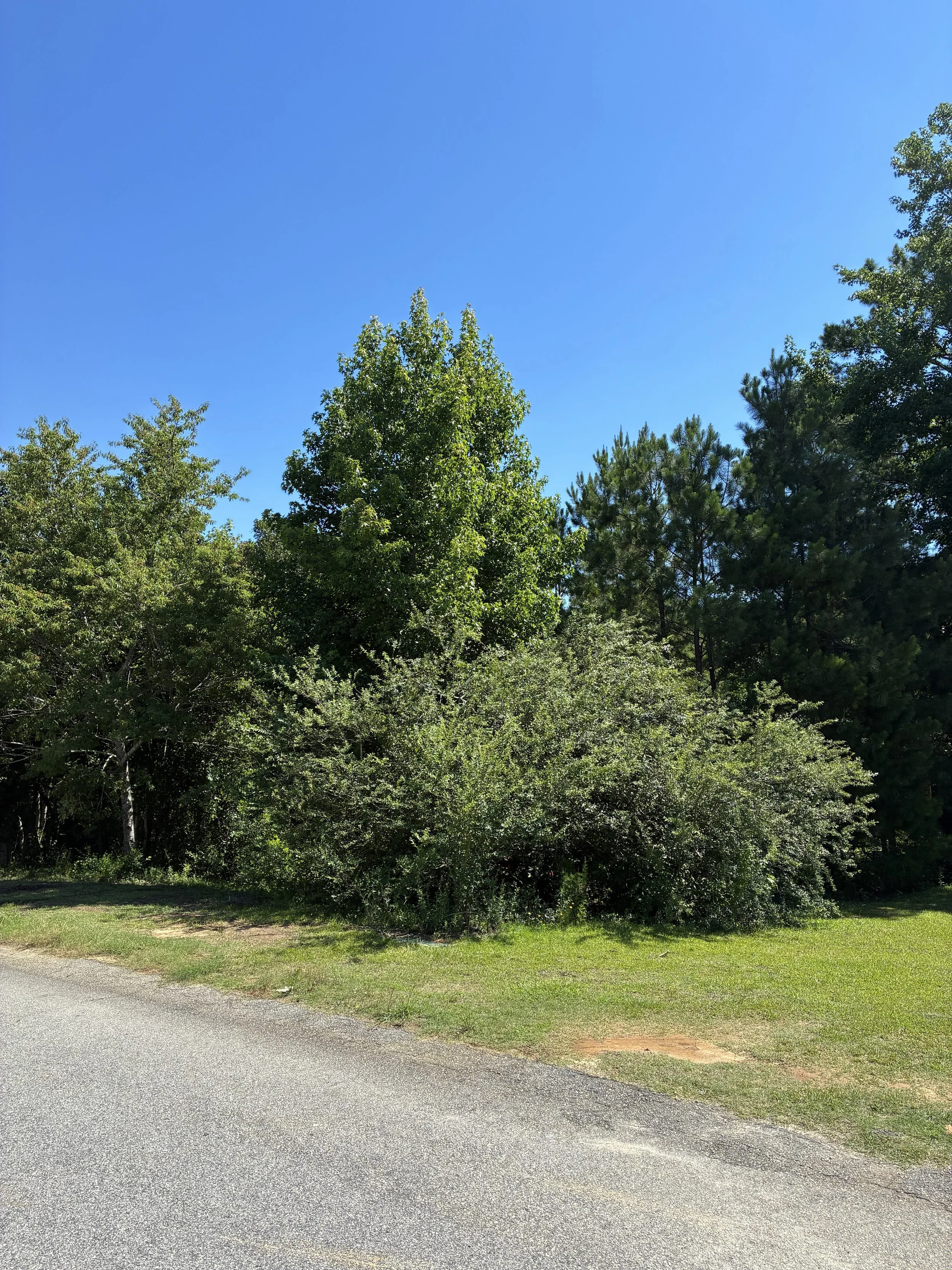 Trees and bushes along a paved road under a clear blue sky.