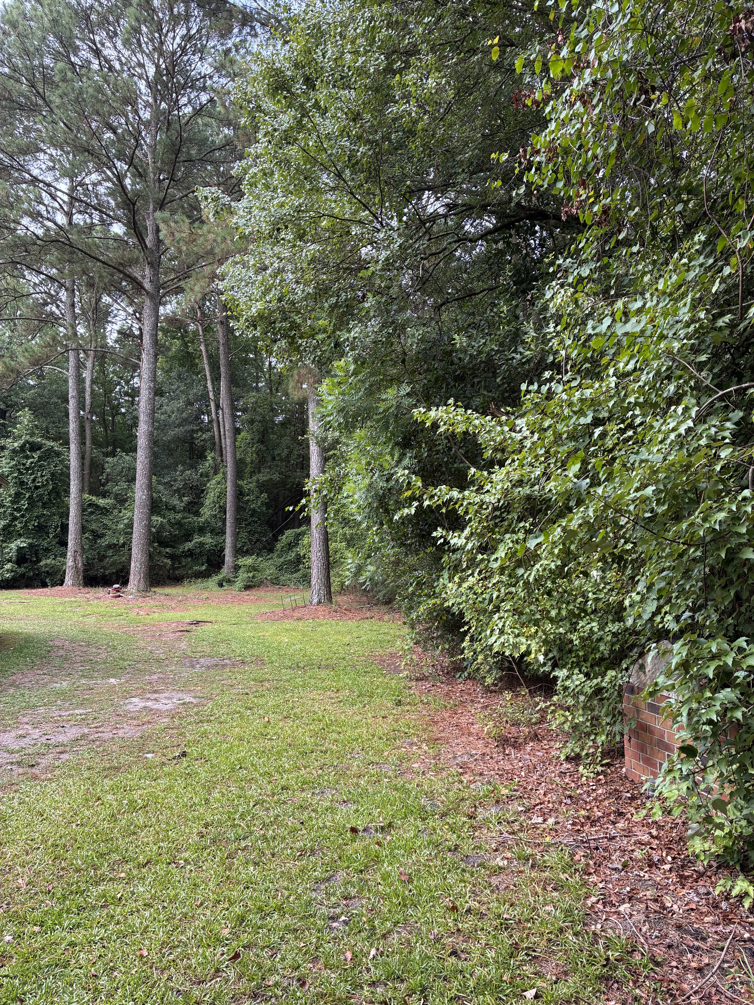 A grassy yard with a row of six tall trees on the left and dense green bushes along a brick wall on the right, with a dirt path in the foreground.