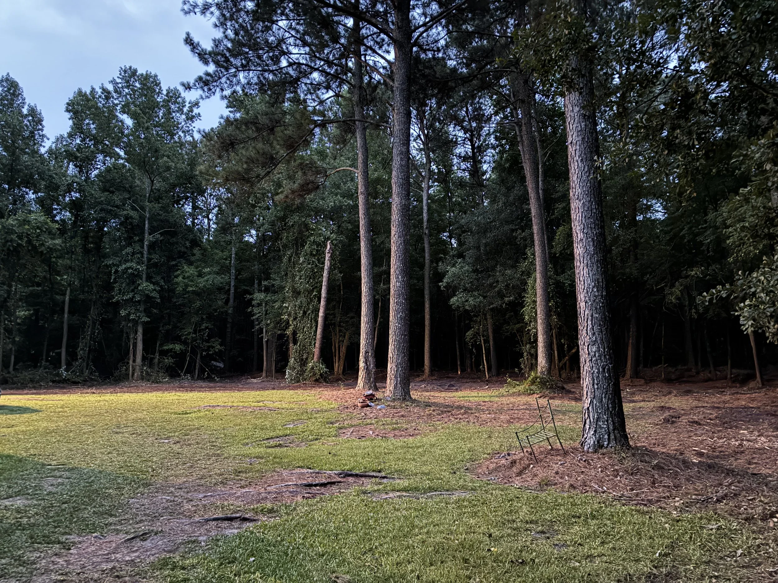 A forested area with tall pine trees, a grassy clearing, and outdoor chairs at the base of a tree, during twilight.